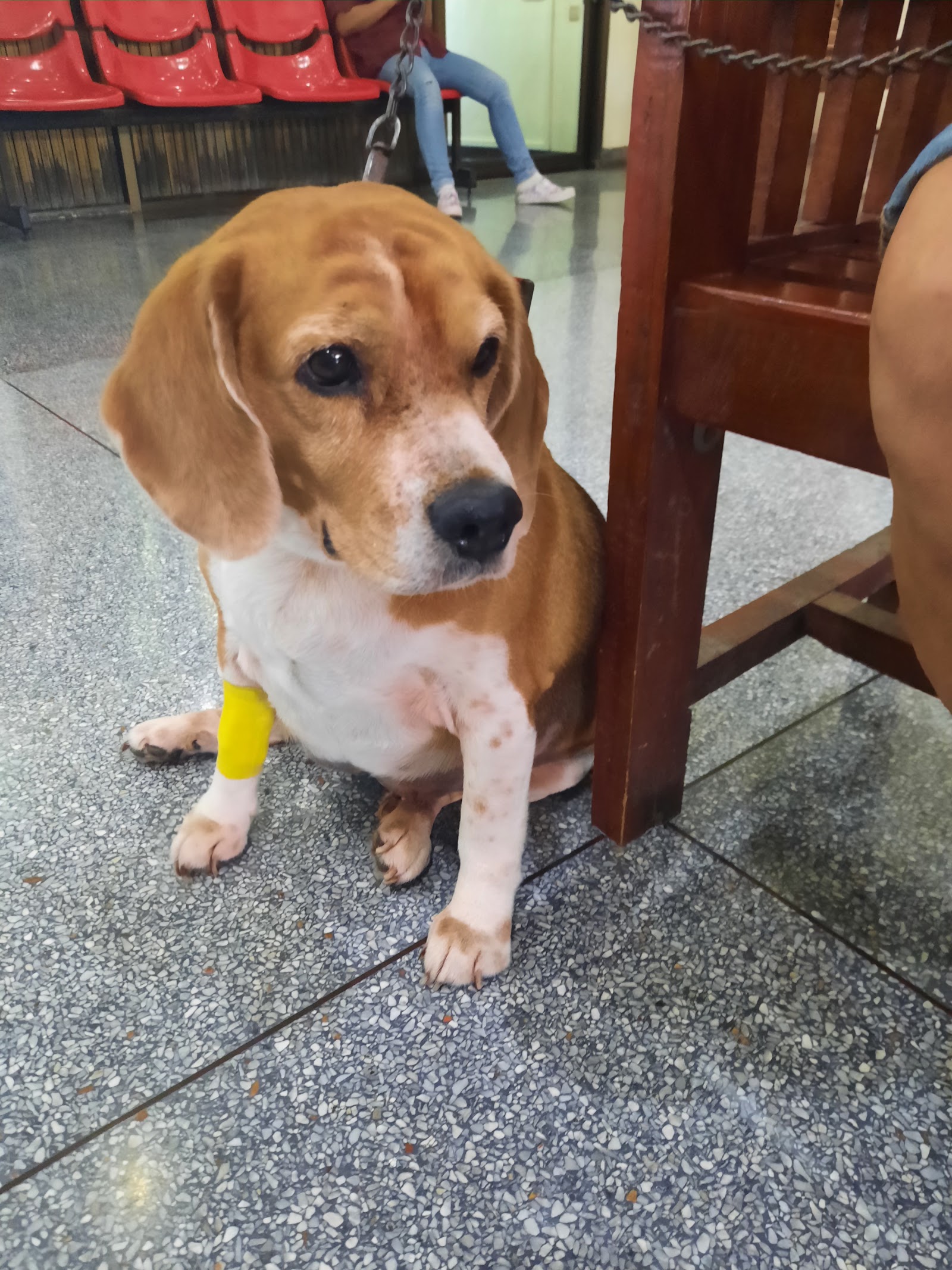 Kasetsart University Animal Hospital Nong Pho