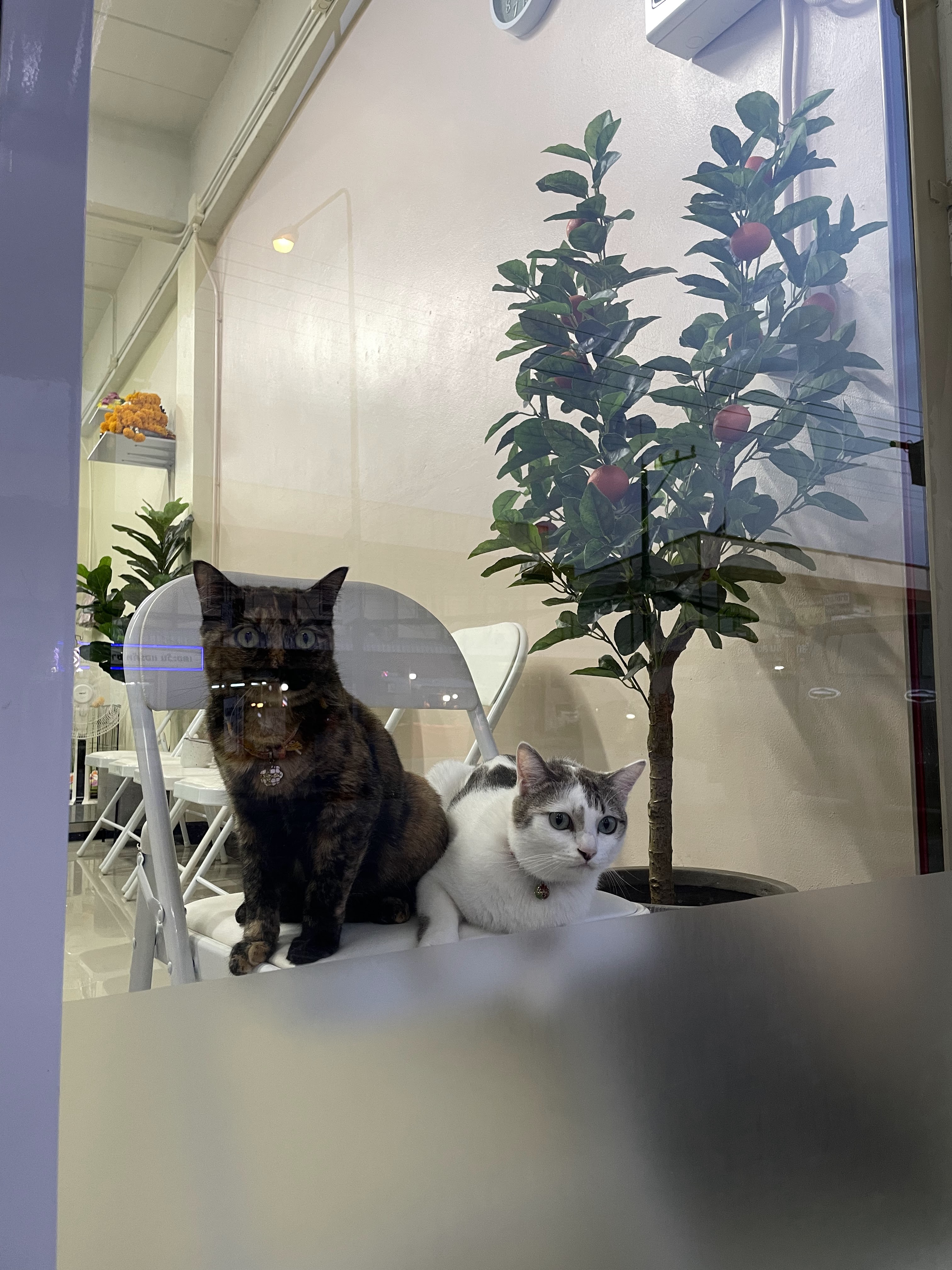 Animal Treatment Clinic