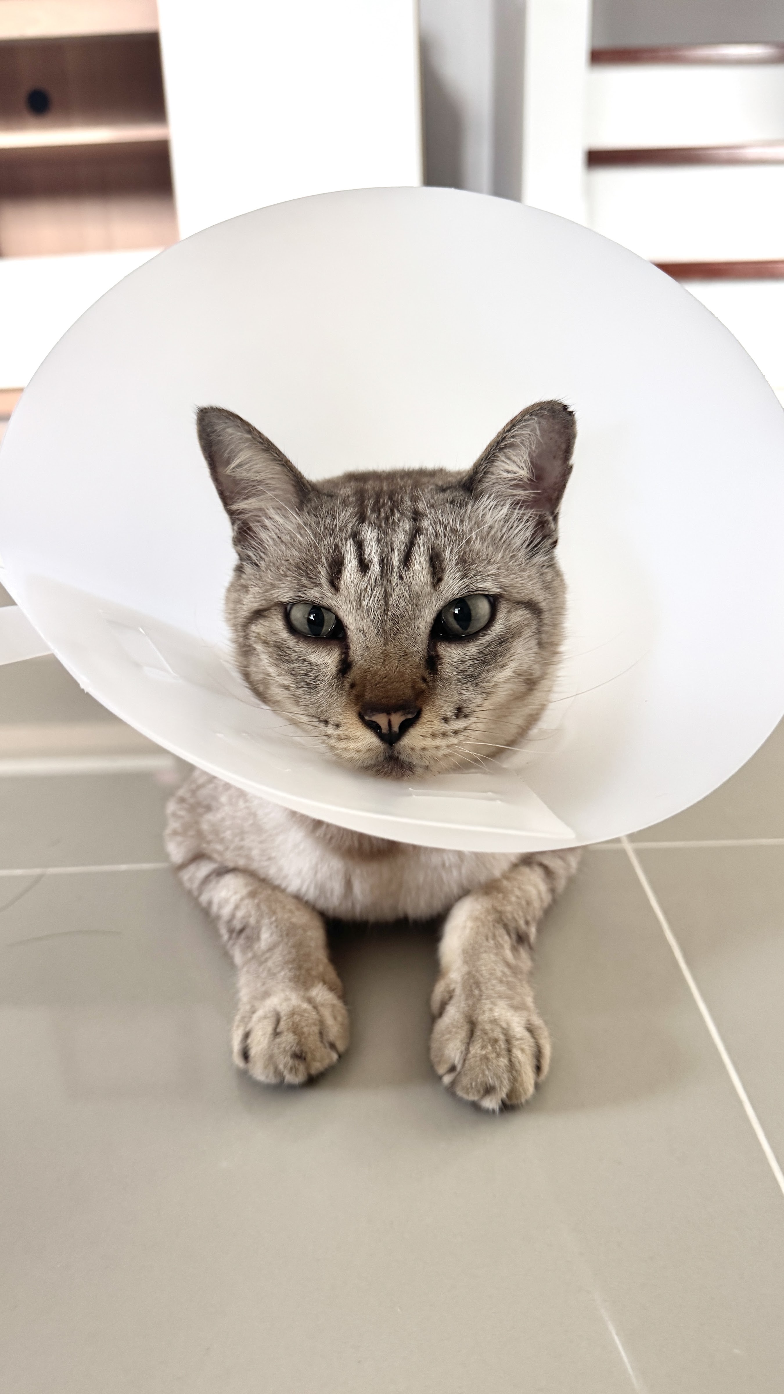 Animal Treatment Clinic