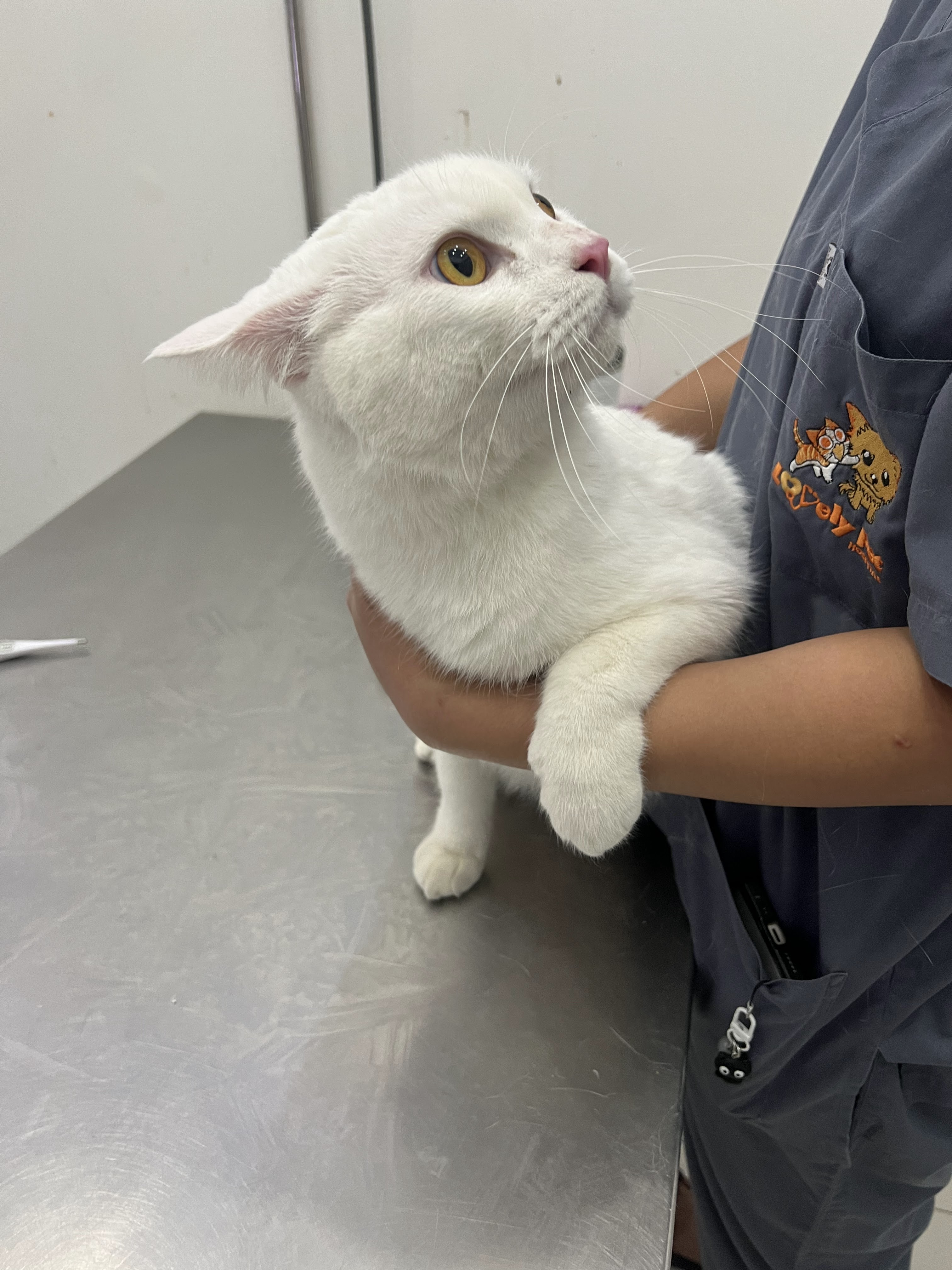 Lovely Pet Animal Hospital (Rayong)
