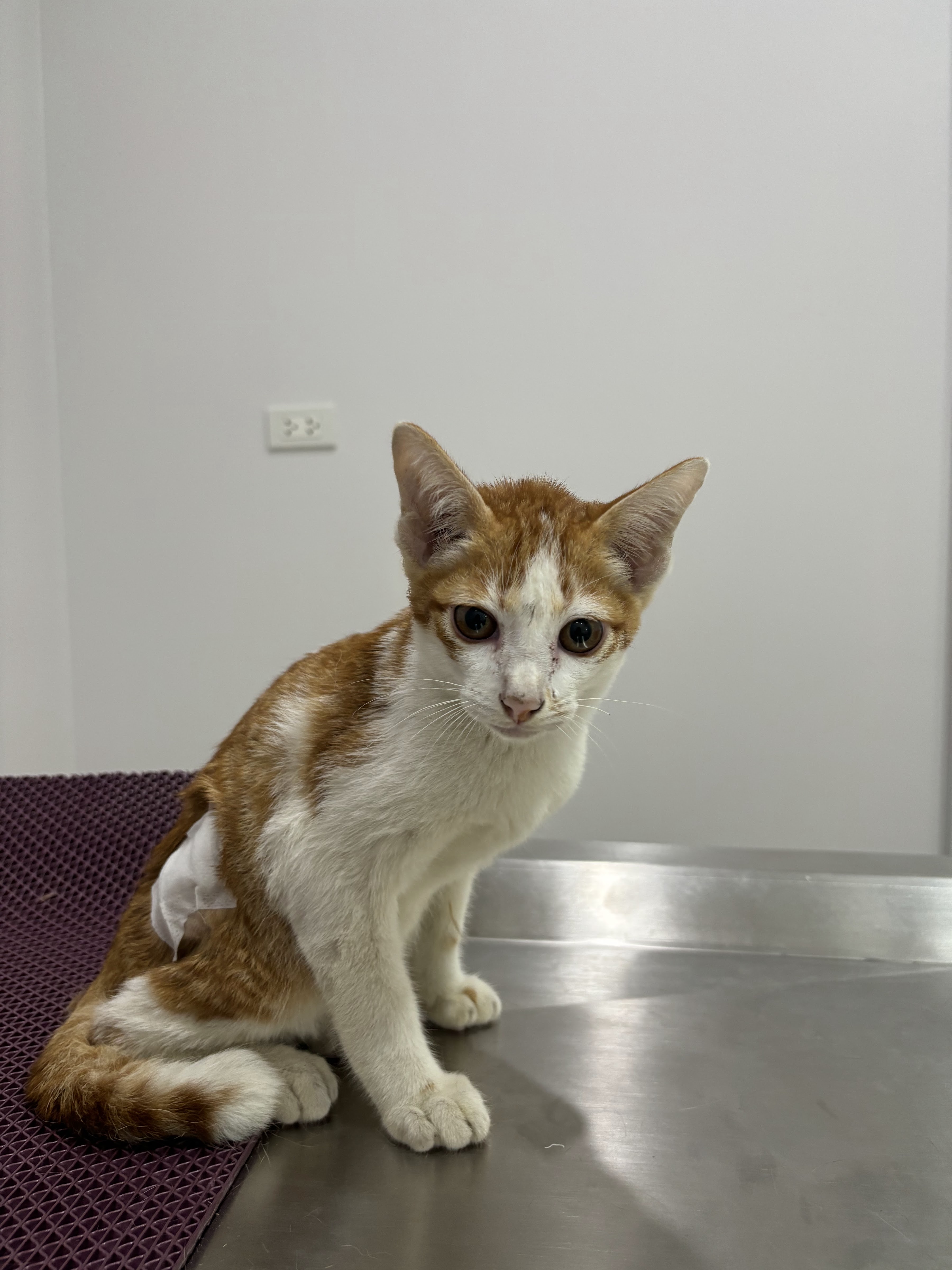 The clinic has an animal treatment tank