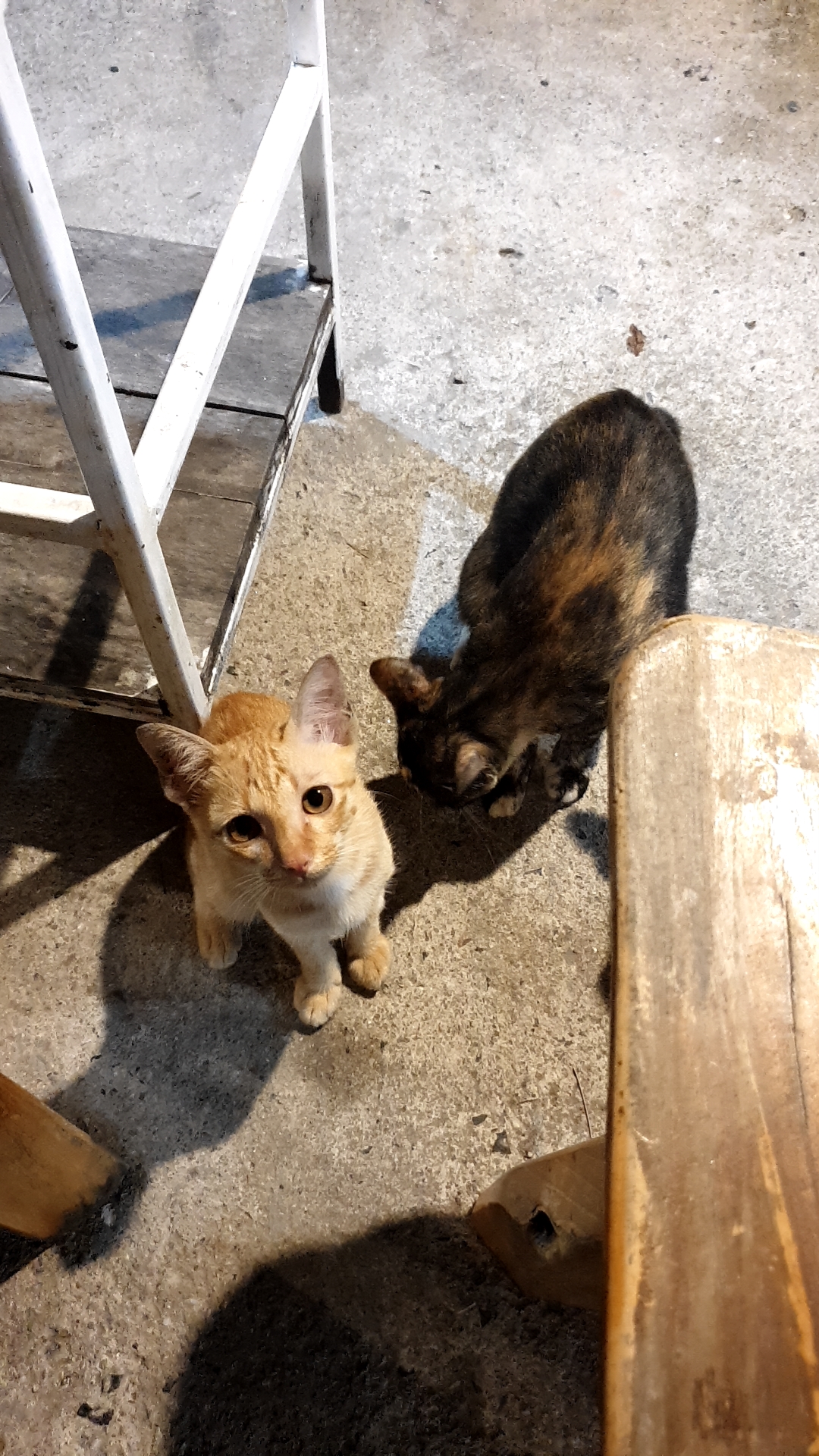 Rayong Petland Animal Treatment