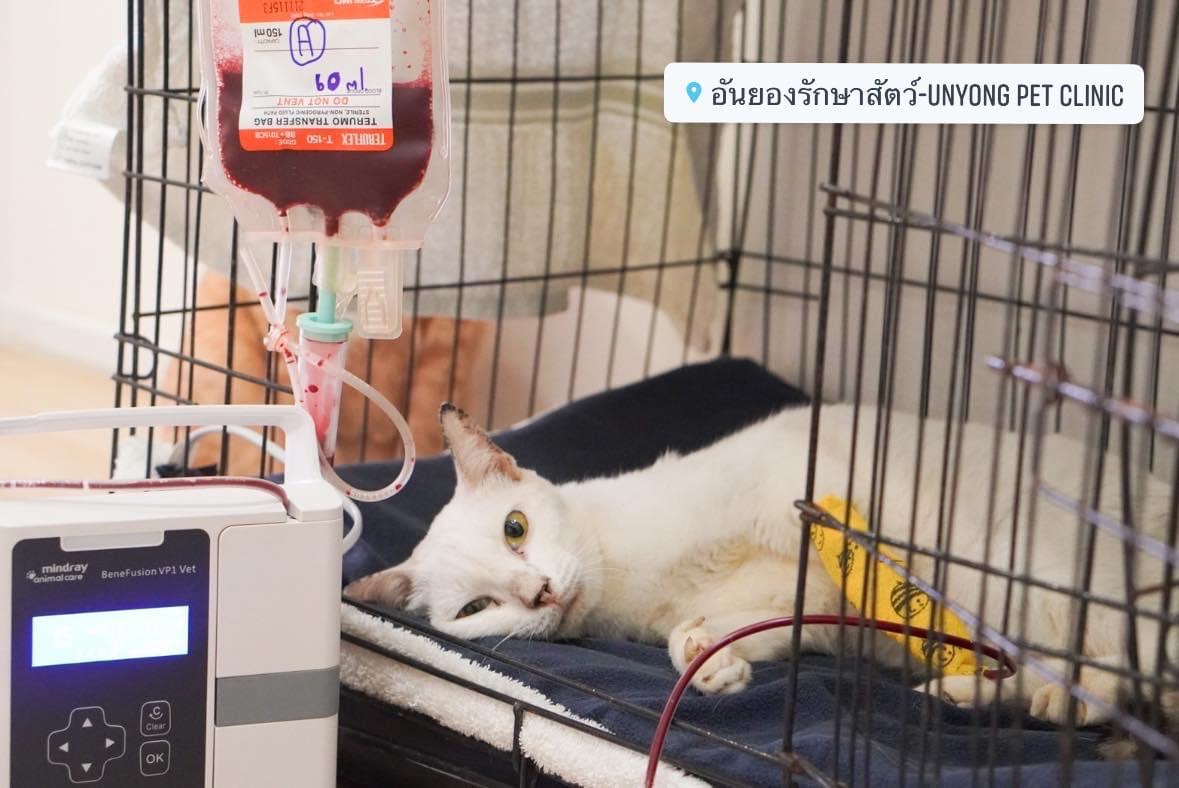 Anyeong Animal Hospital