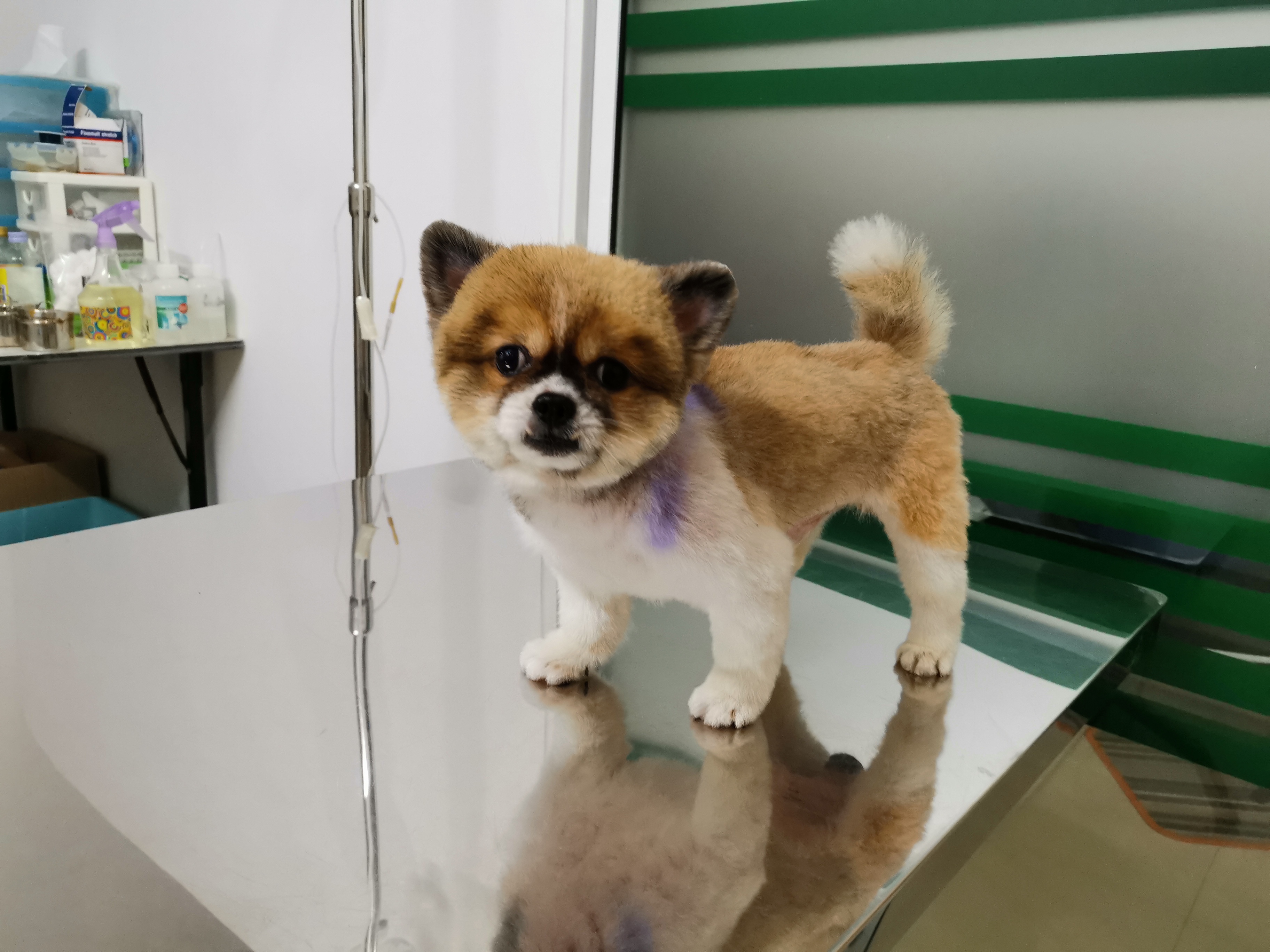 BN Pet Care Vet Clinic