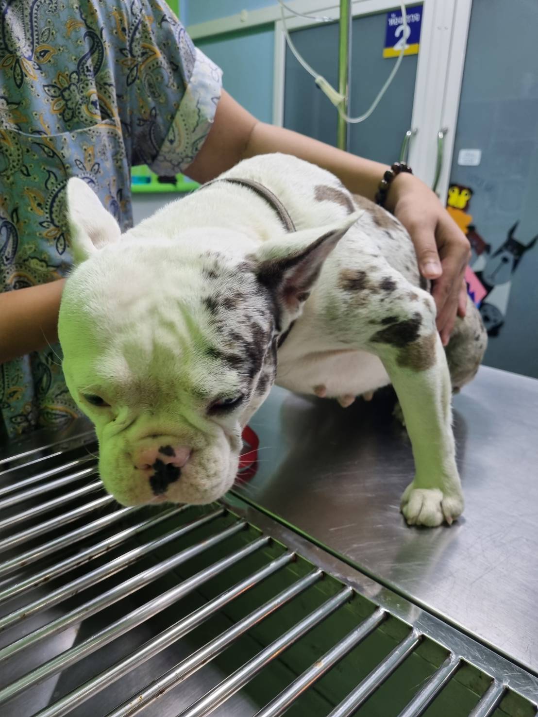 Dr. Ta Animal treatment