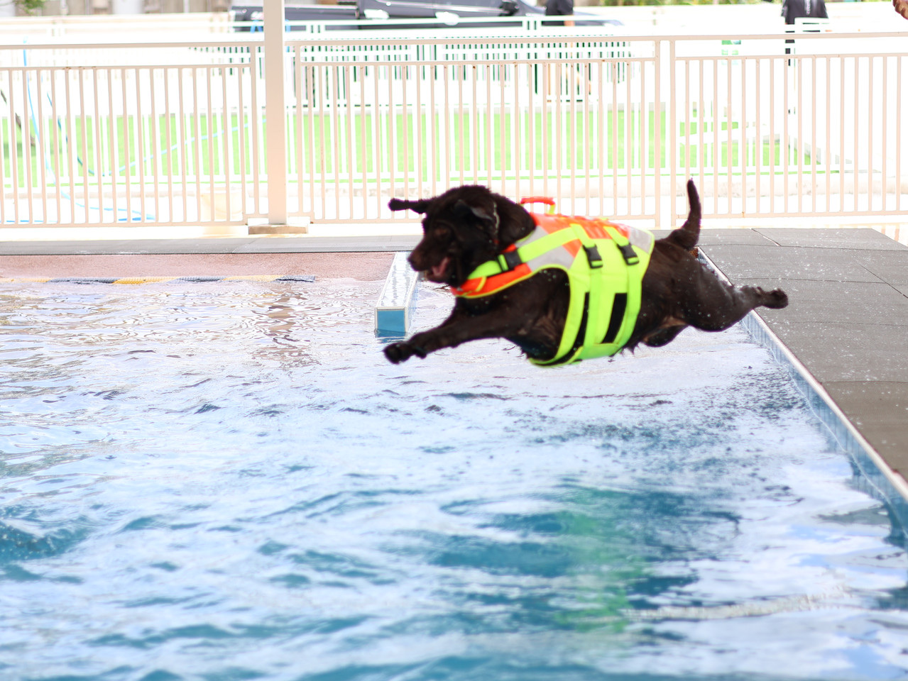 Fluffy Space - Dog pool and playground