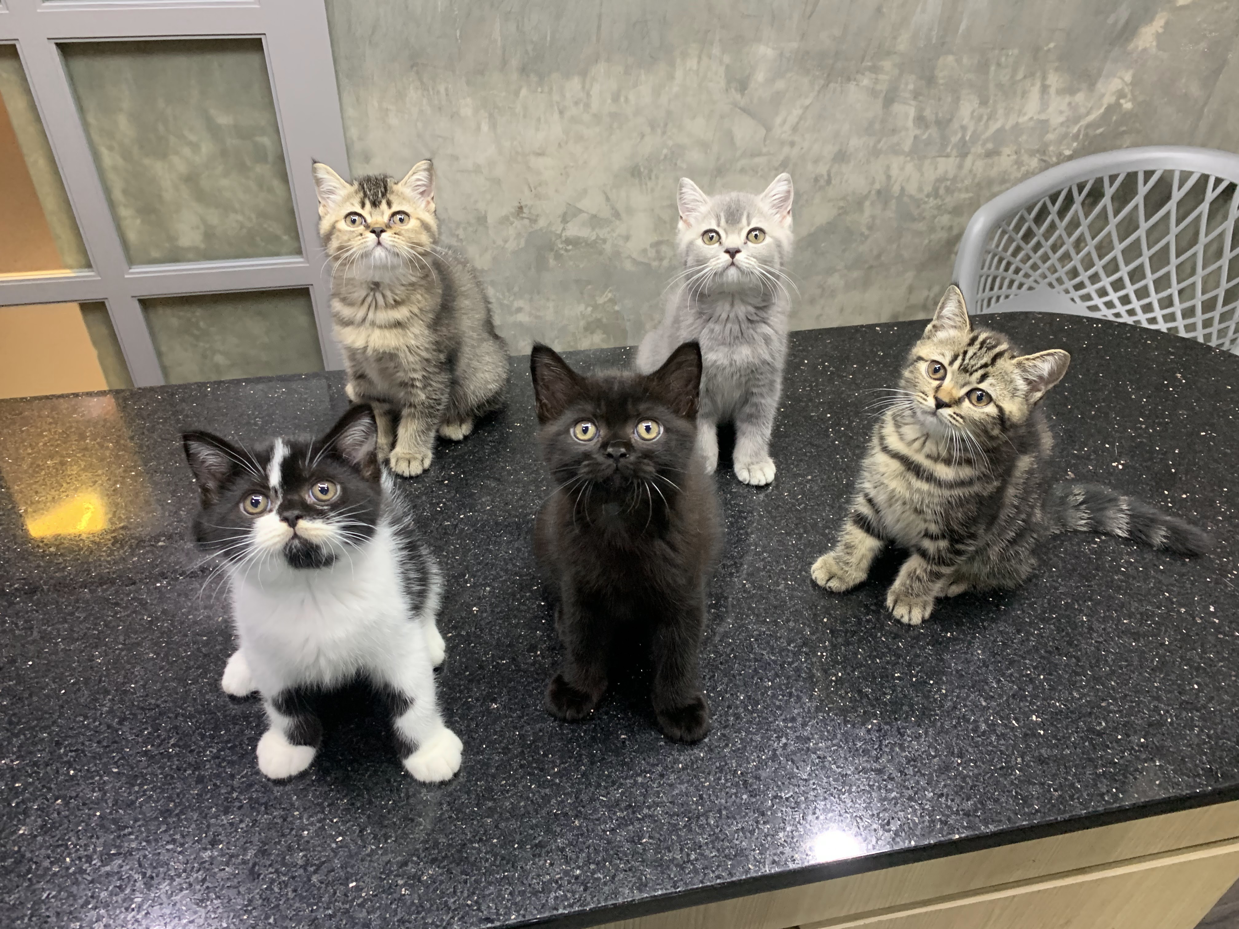 Mettakarn Animal Hospital