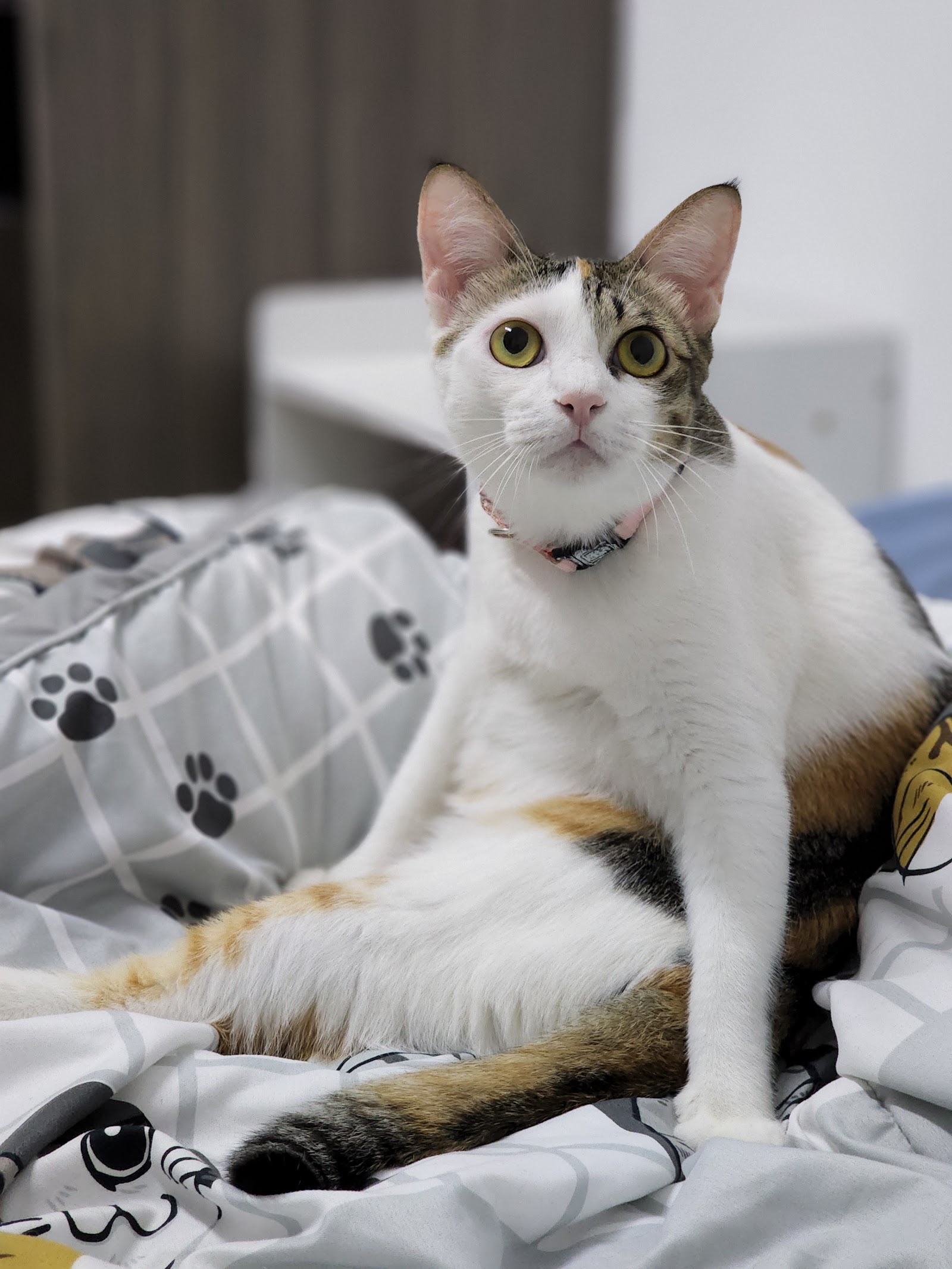 Pet Love Clinic