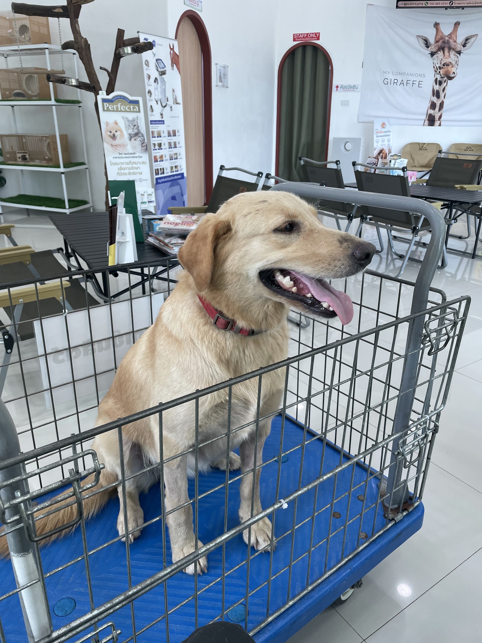 Petcharat Animal Hospital For Small Pets and Exotics
