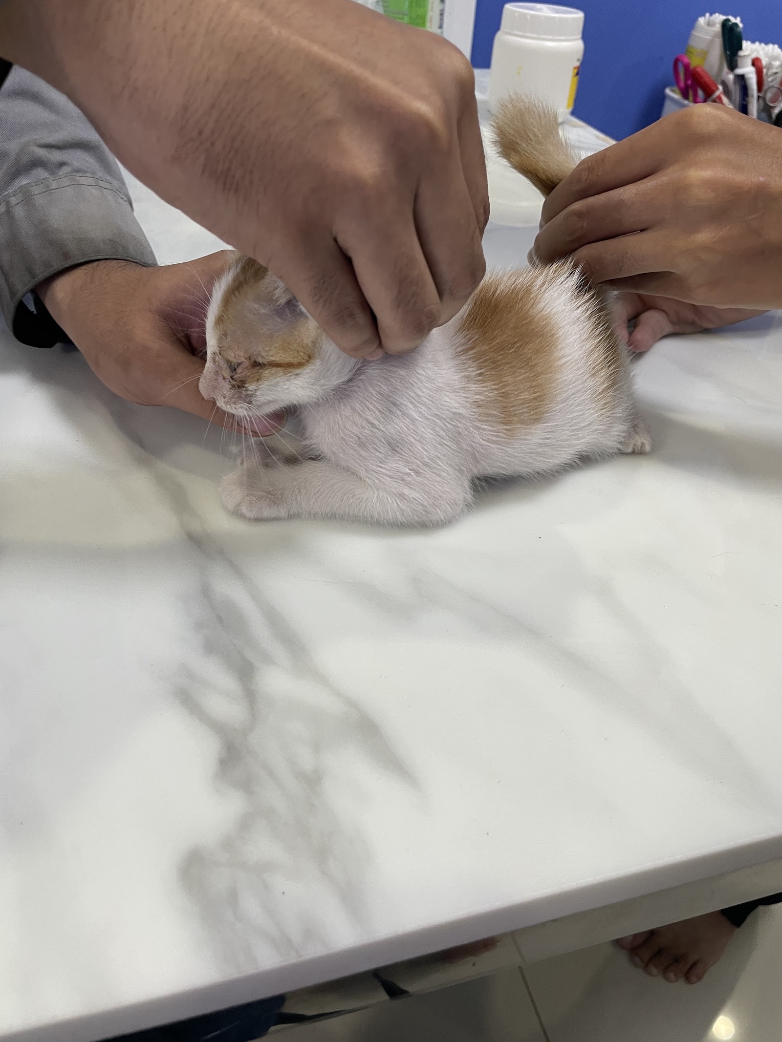 Veterinary Rock Clinic