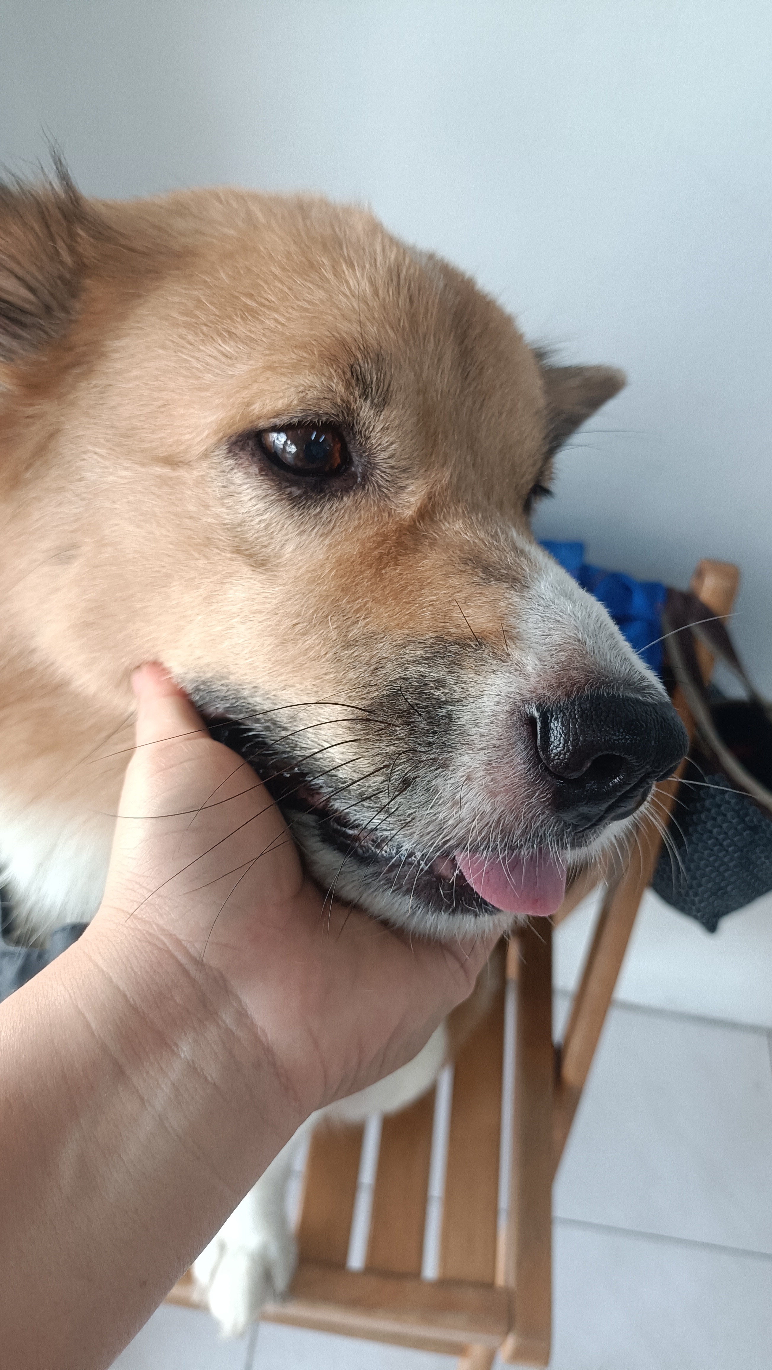 Lat Wai Clinic Animal Treatment
