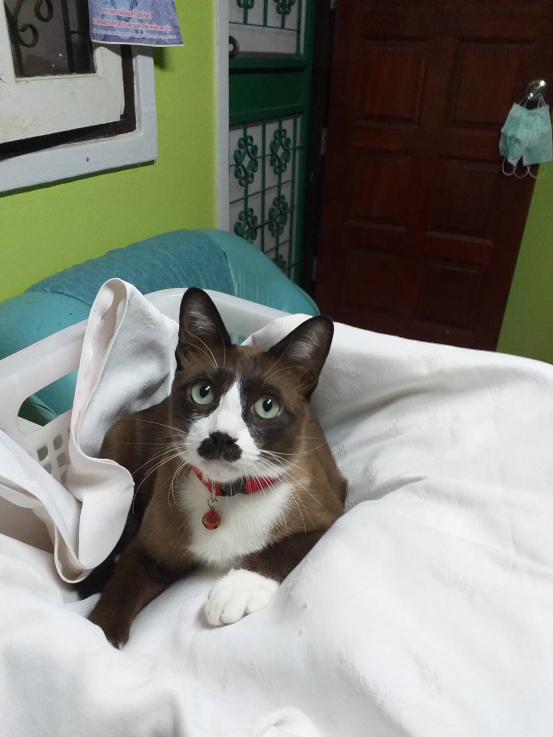 Veterinarian Varocha