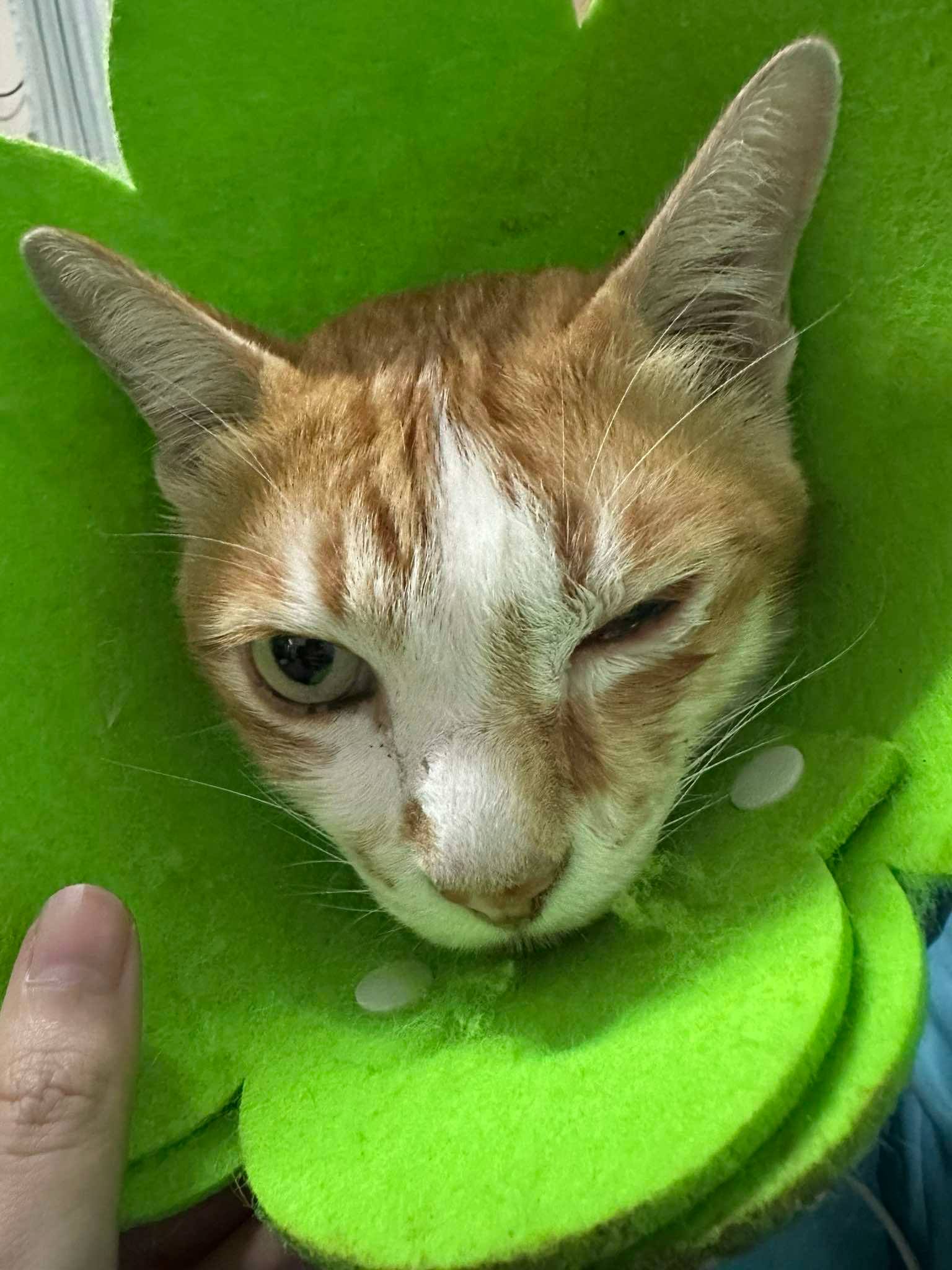 Ban Nam Daeng Animal Hospital
