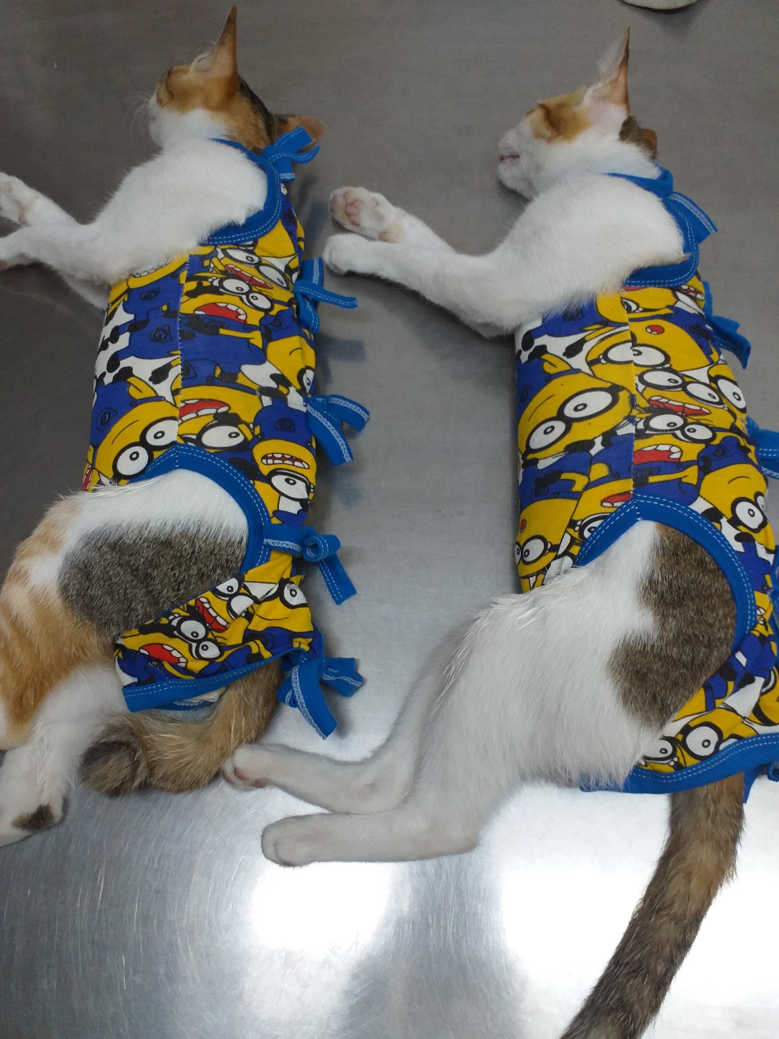 Veterinary Clinic
