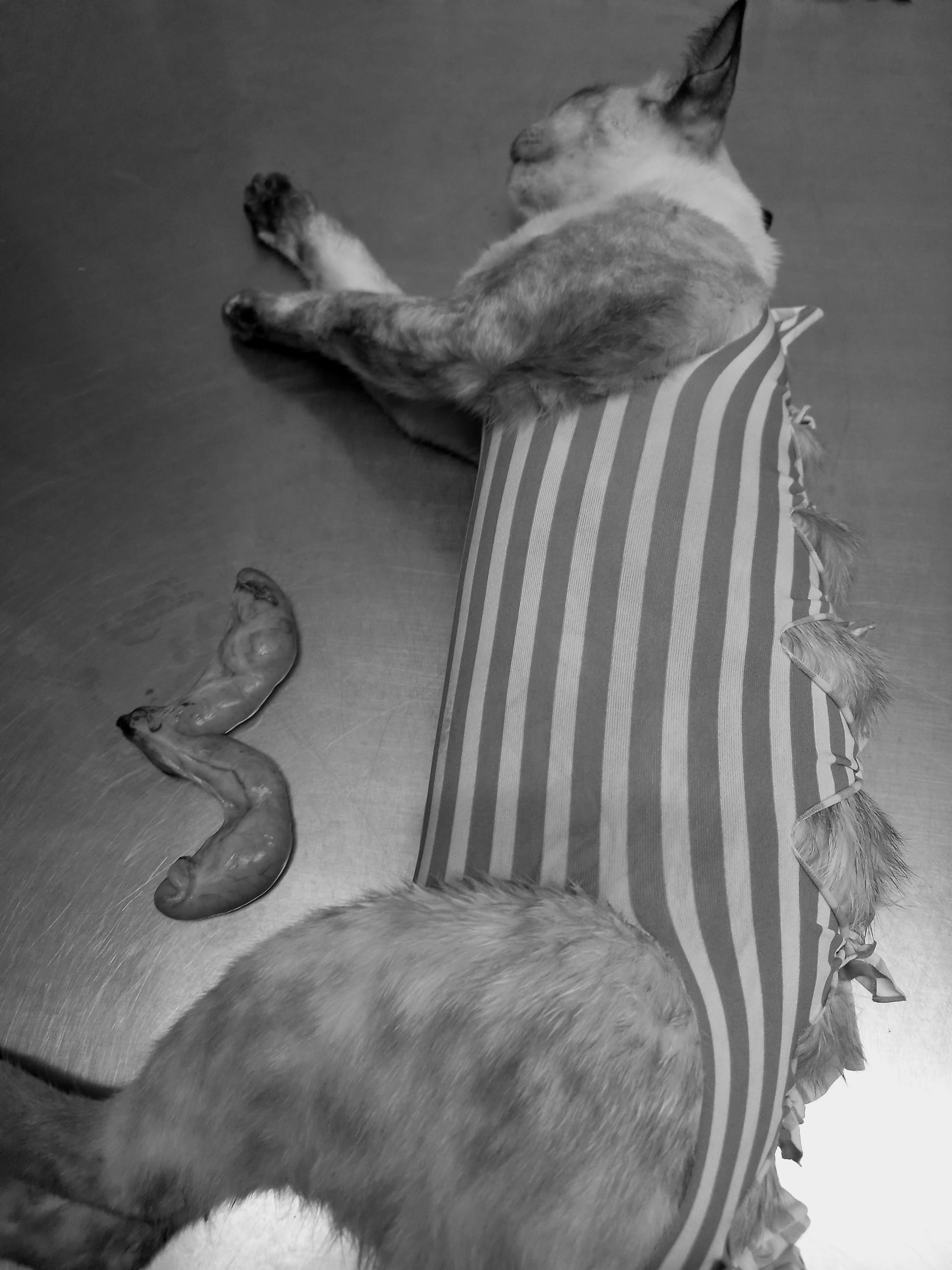 Veterinary Clinic