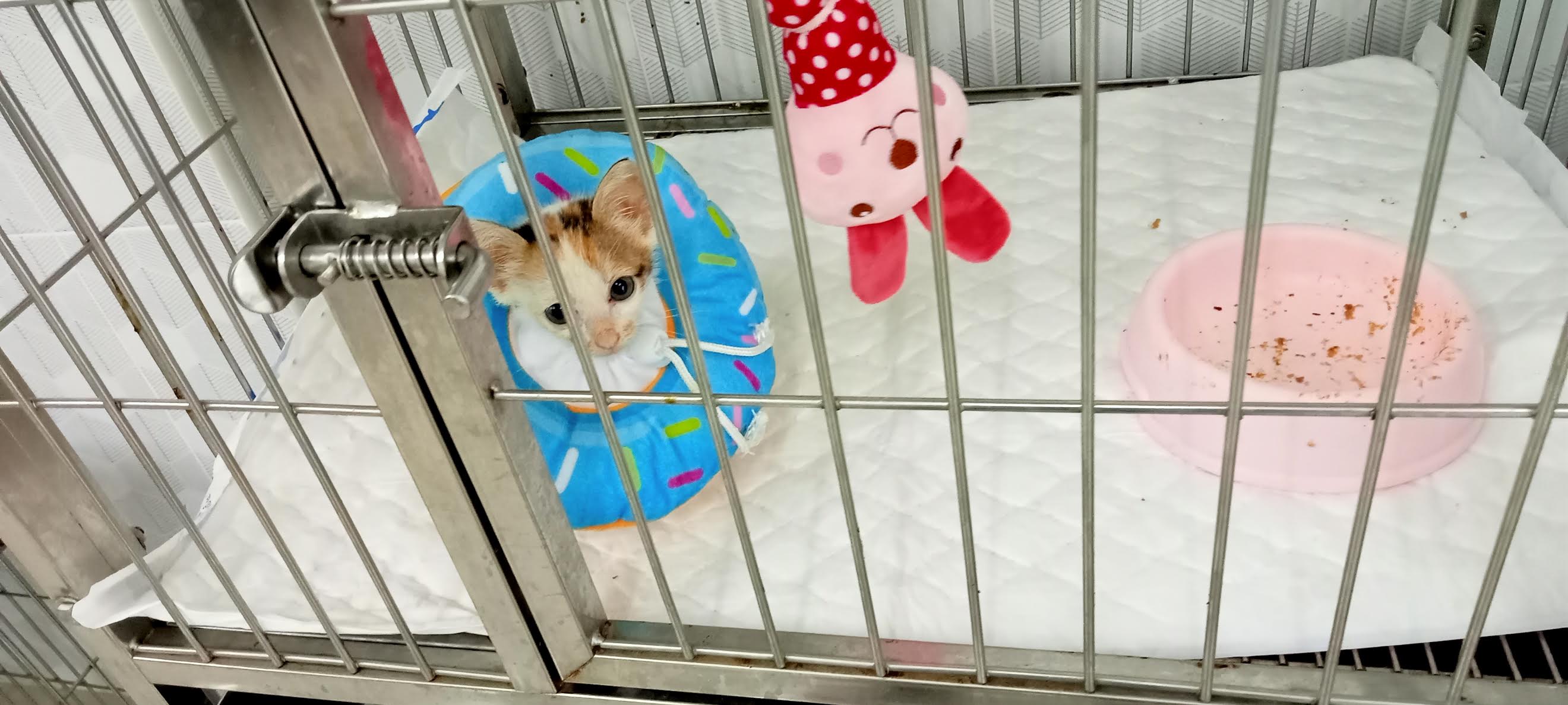 New Animal Hospital