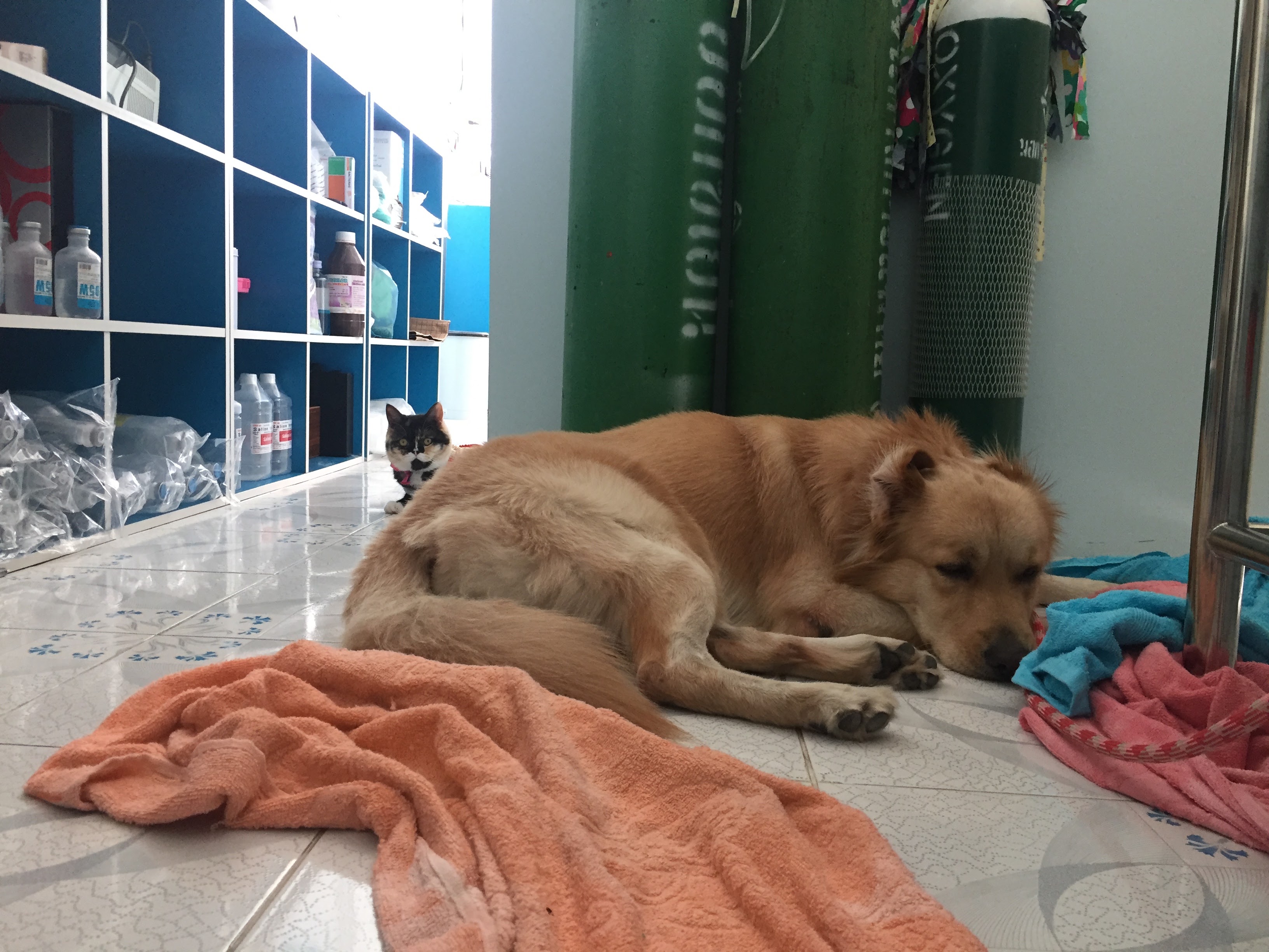 Dr. Kede Animal Clinic