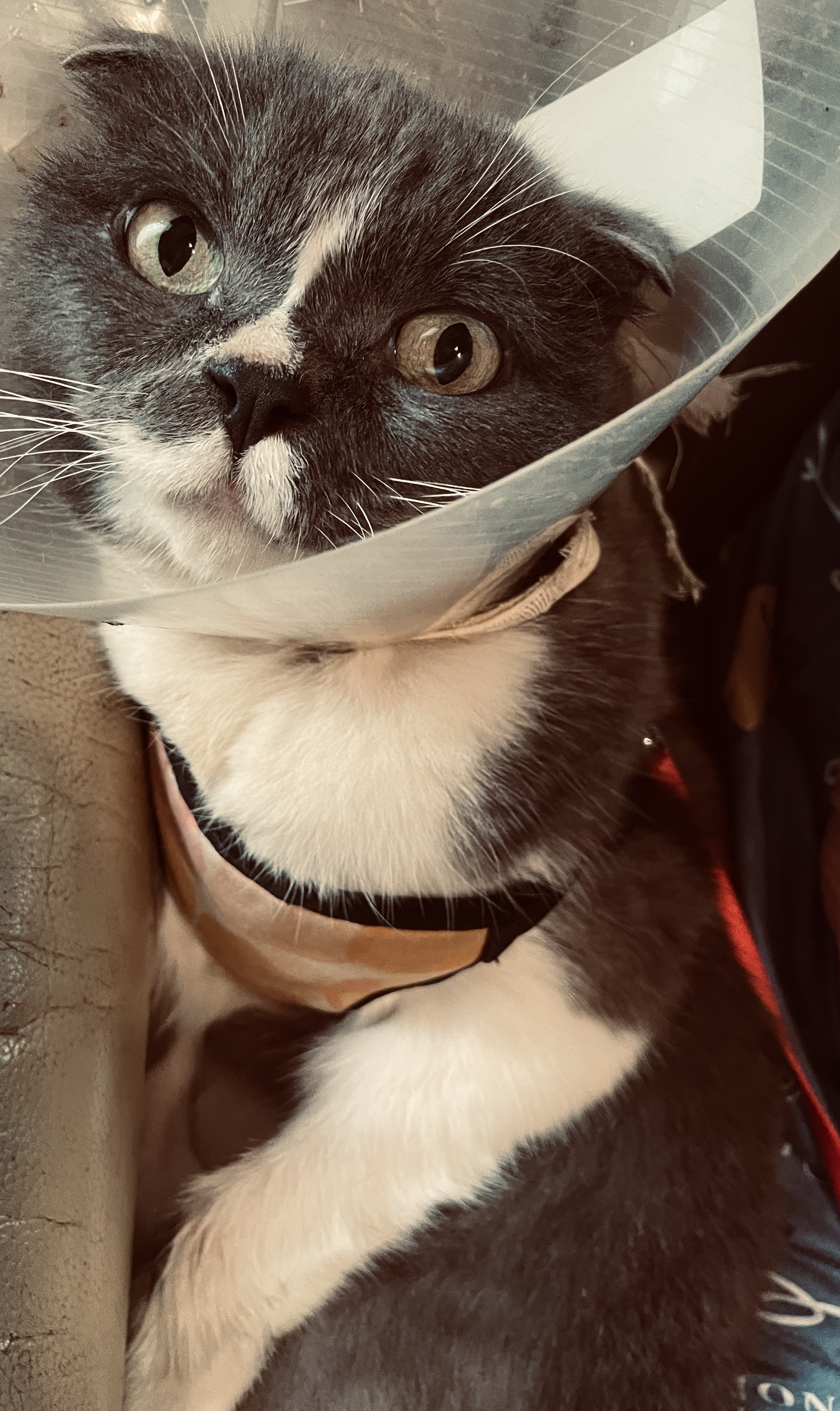 Story House Animal Treatment