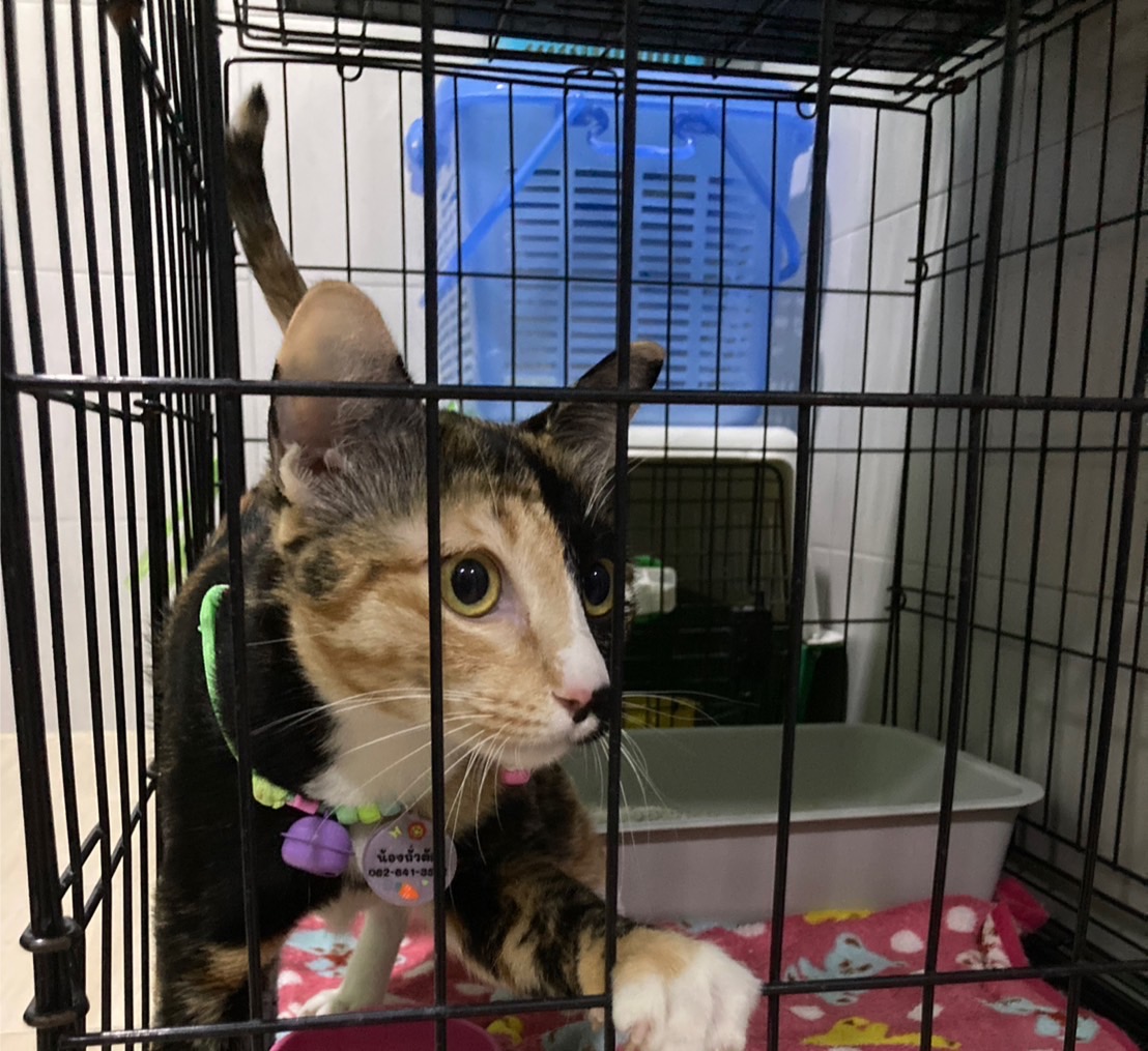 Pha Suk Animal Hospital
