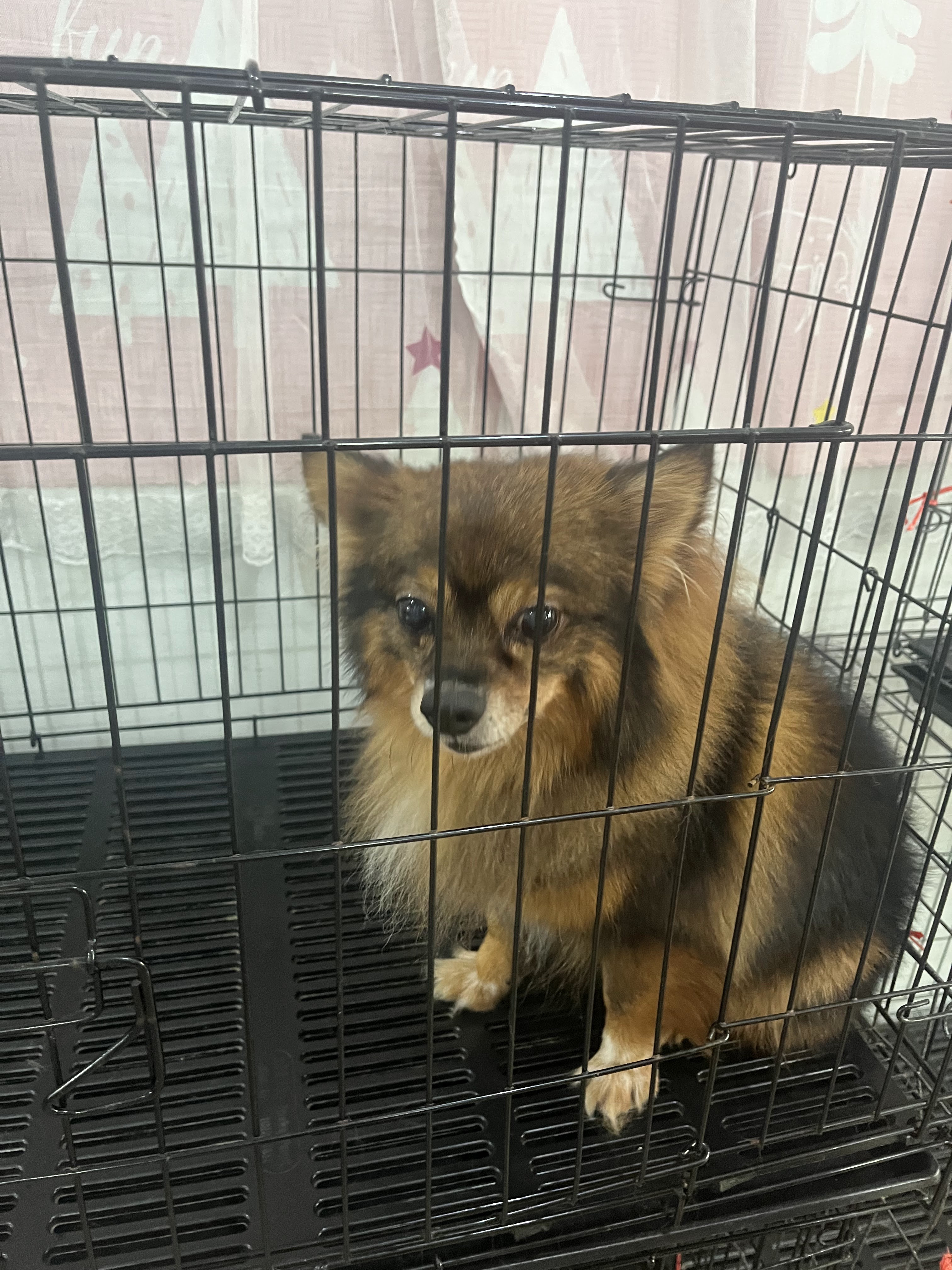 Lucky Petto Animal Treatment