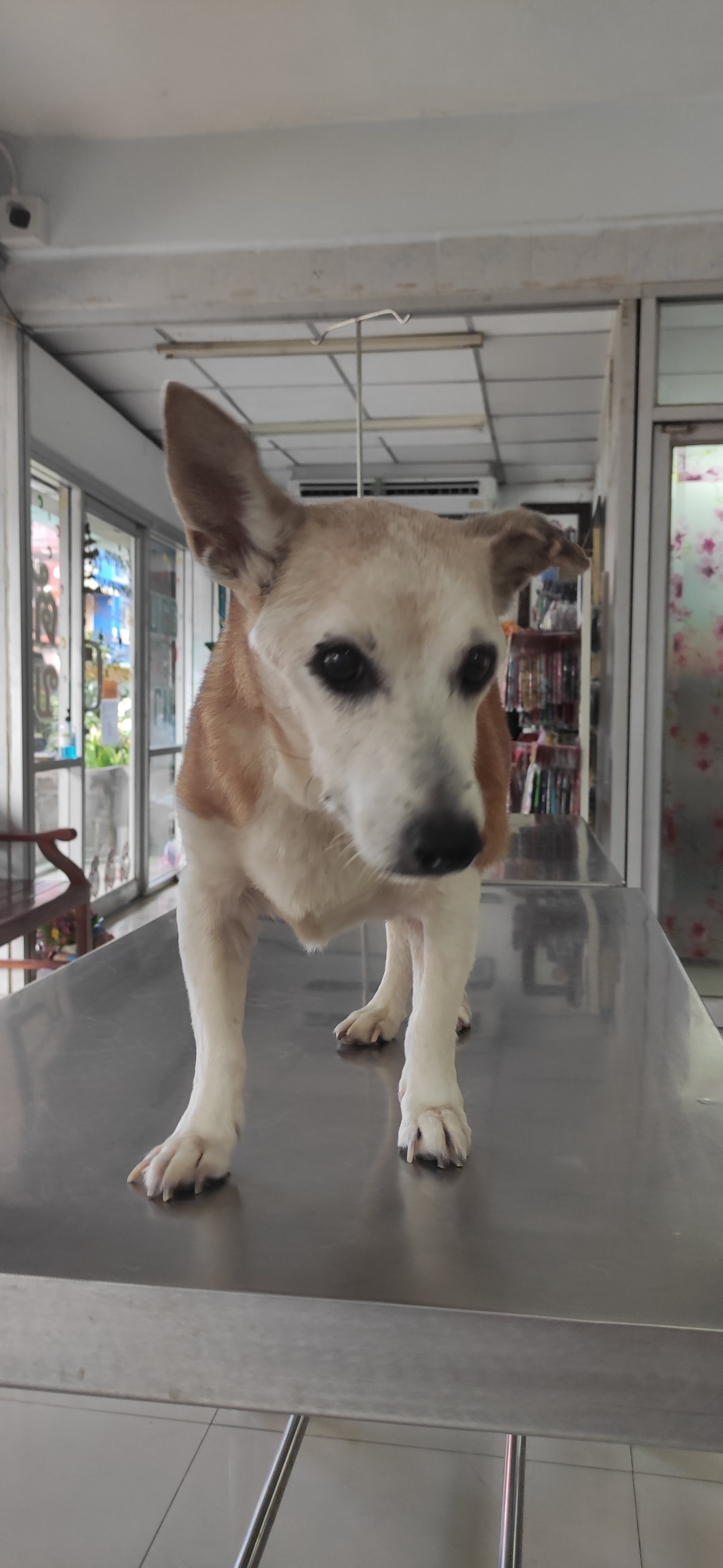 Santikam Veterinarian