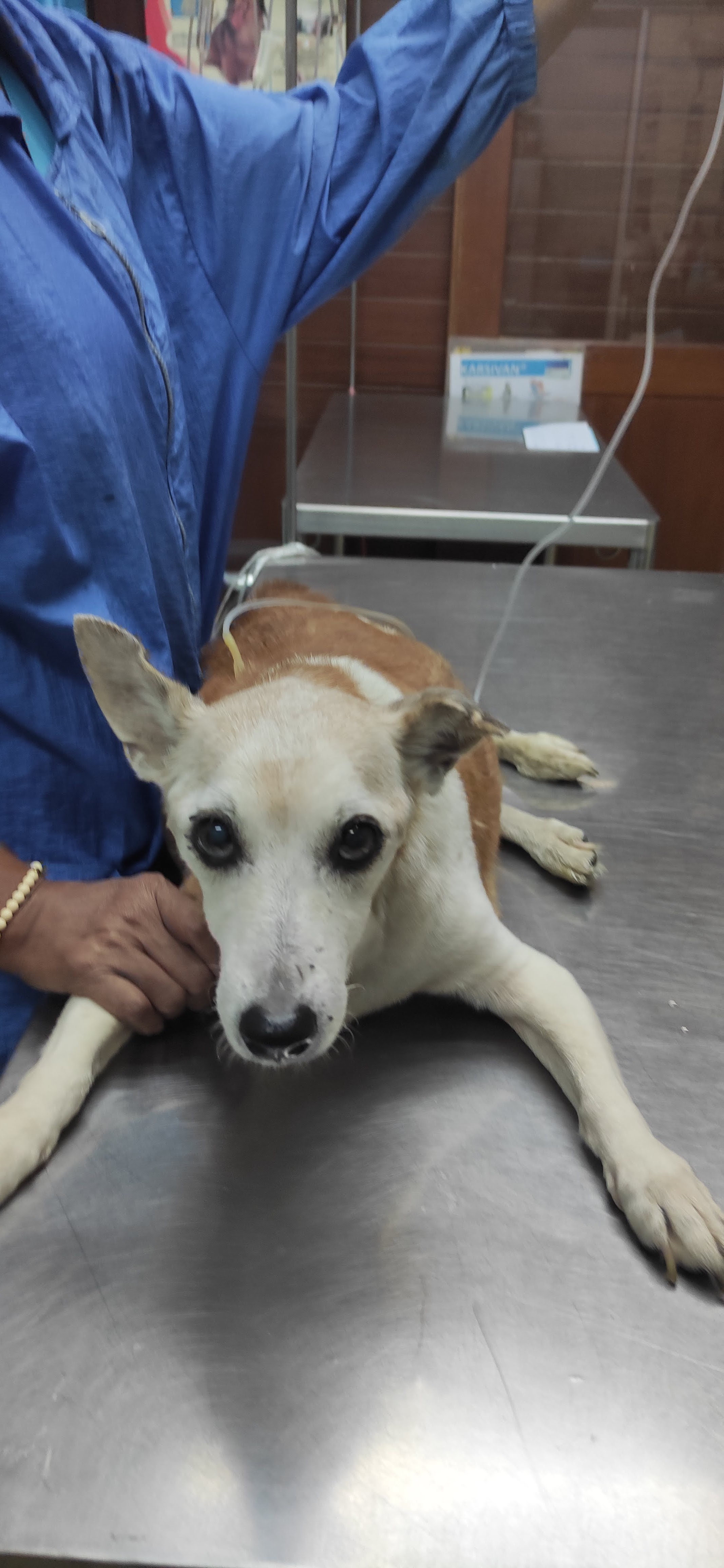 Santikam Veterinarian
