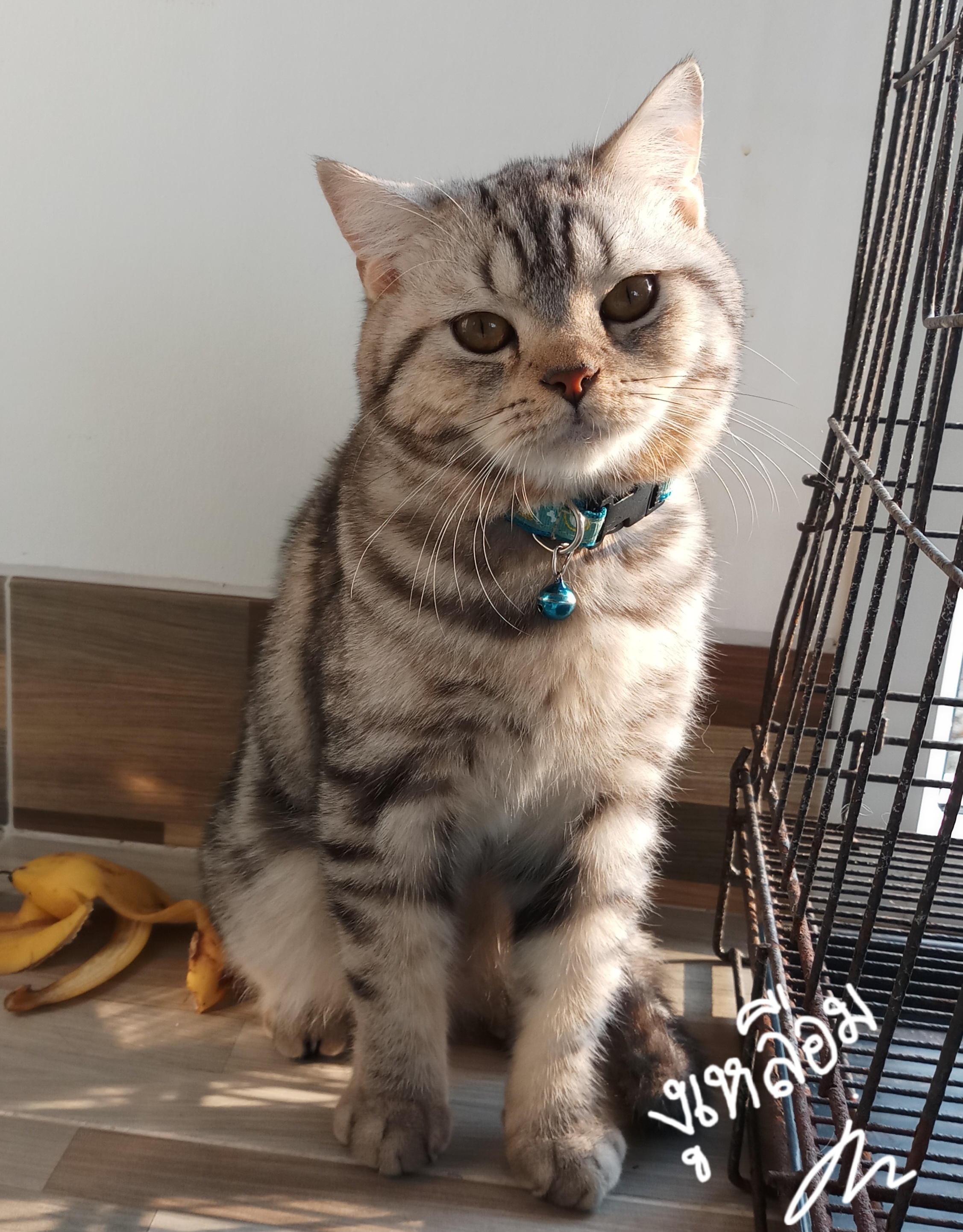 Animal Clinic Bang Chalong Bang Phli, Samut Prakan