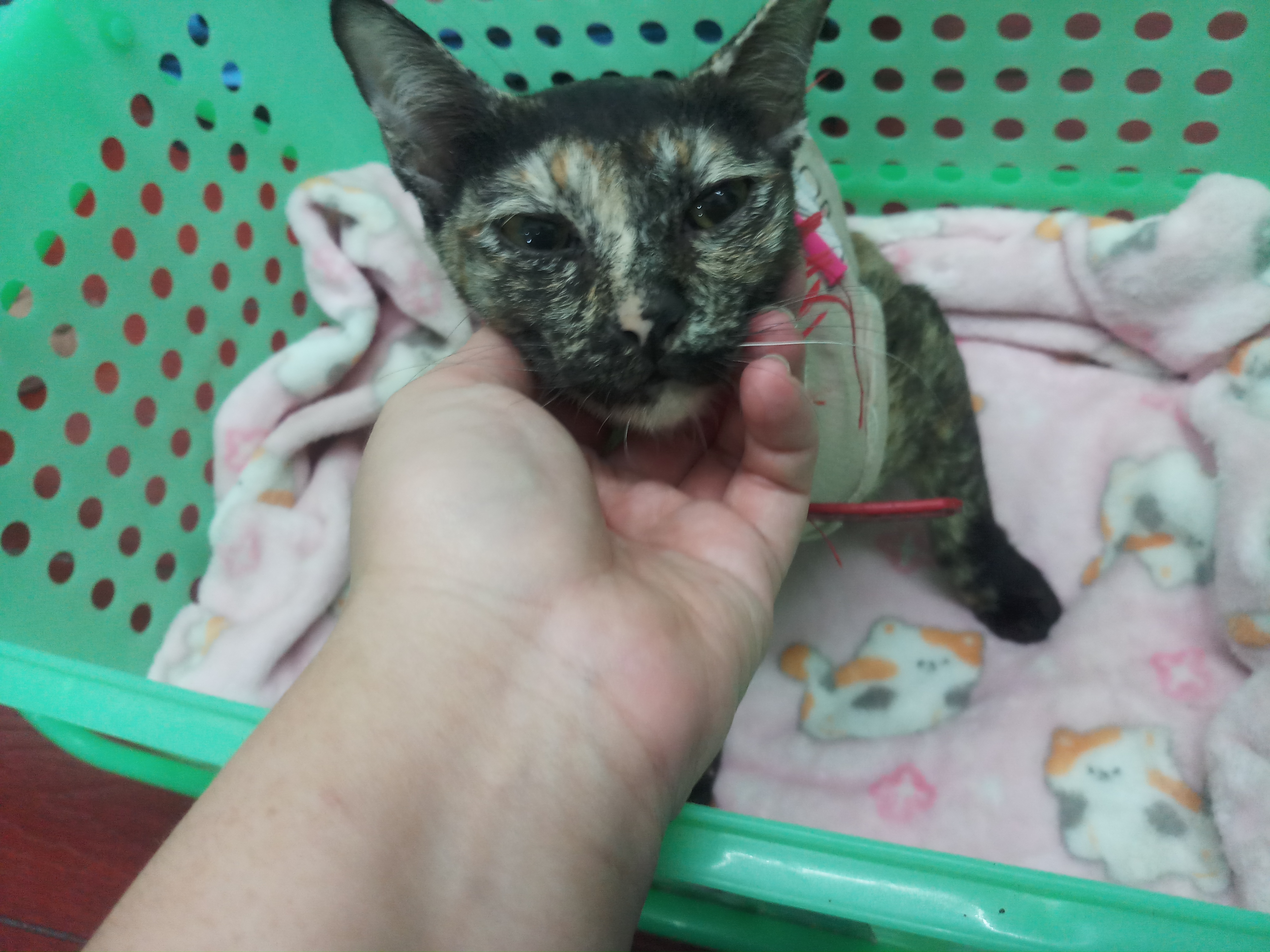 Animal Clinic Bang Chalong Bang Phli, Samut Prakan