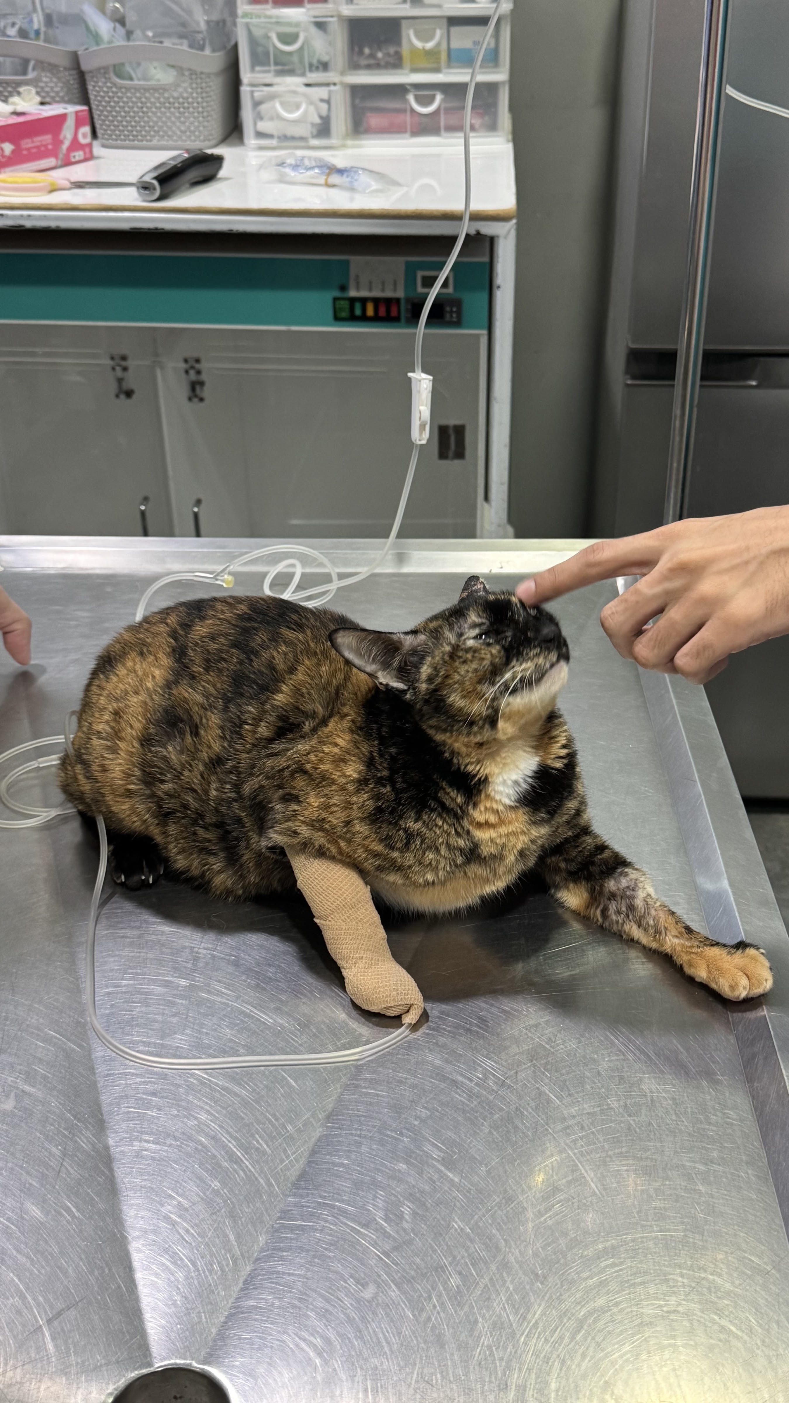 Pet Zone Animal Treatment & Pet Hotel