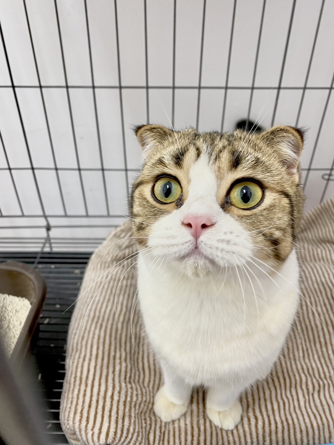 3Vet Pet Hospital