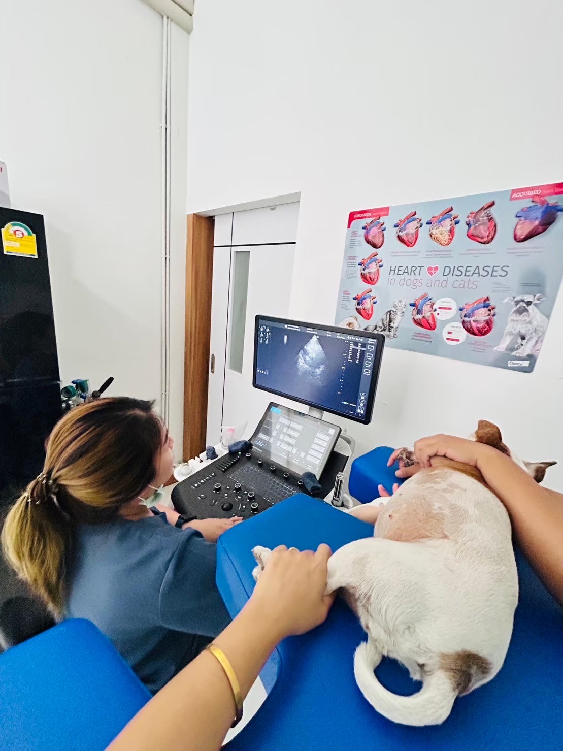 3Vet Pet Hospital