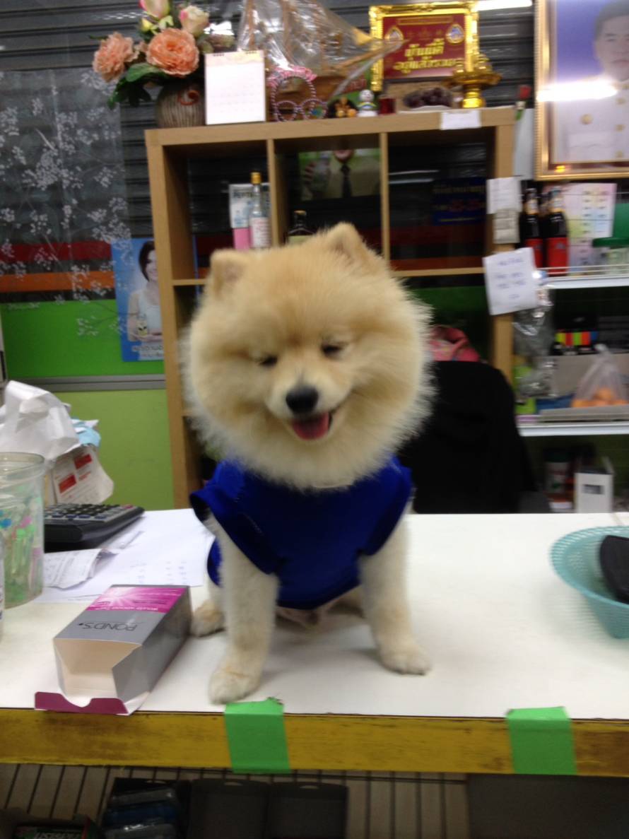 Bang Bo Veterinary