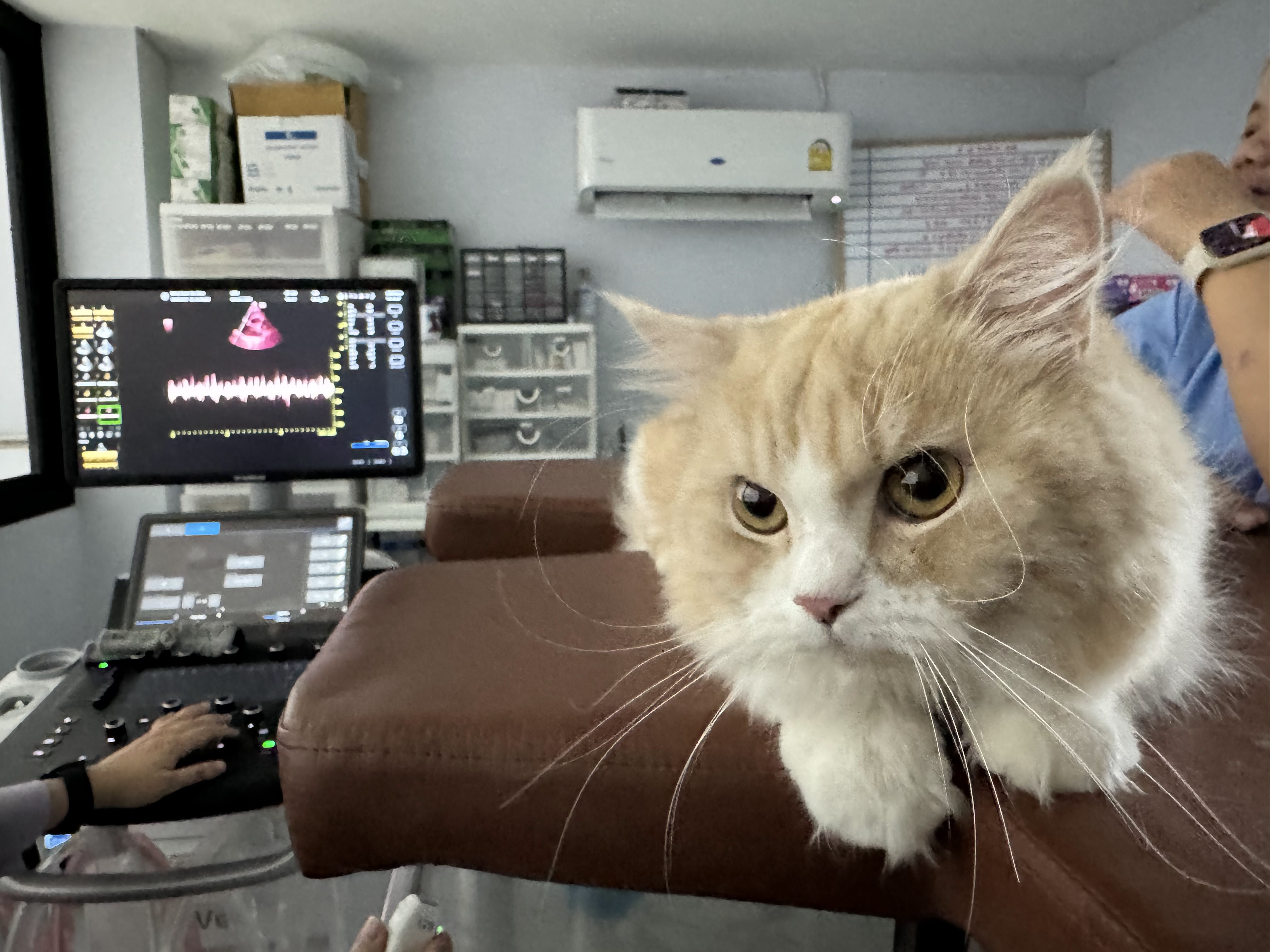 BangKaew Vet Clinic