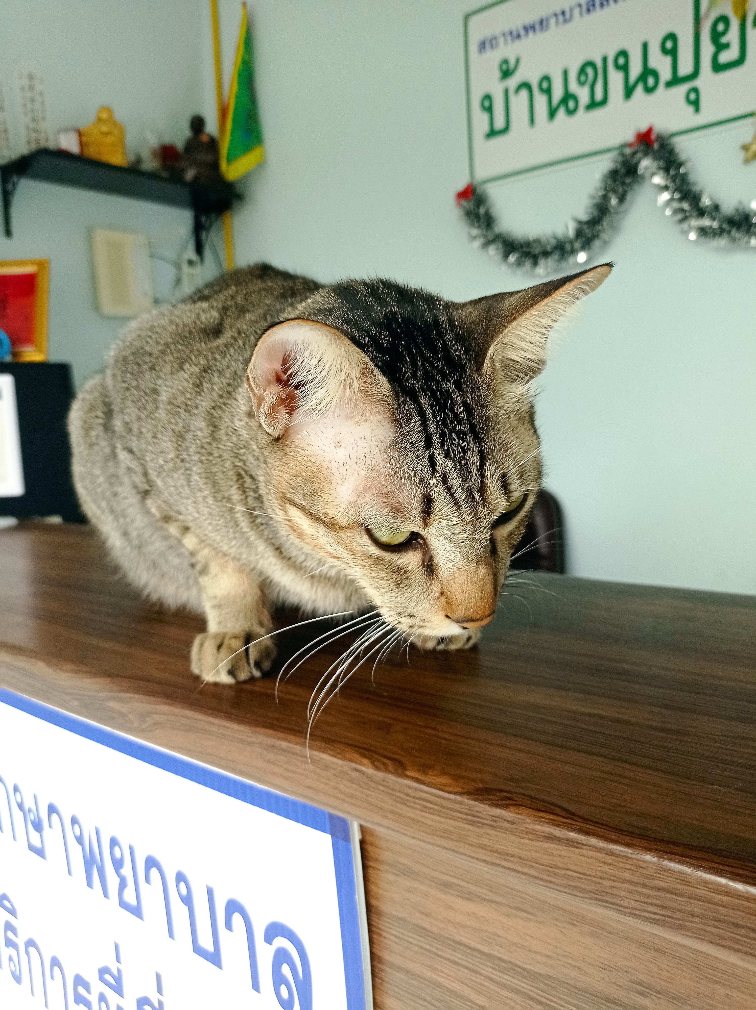 Bankhonpui Animalclinic