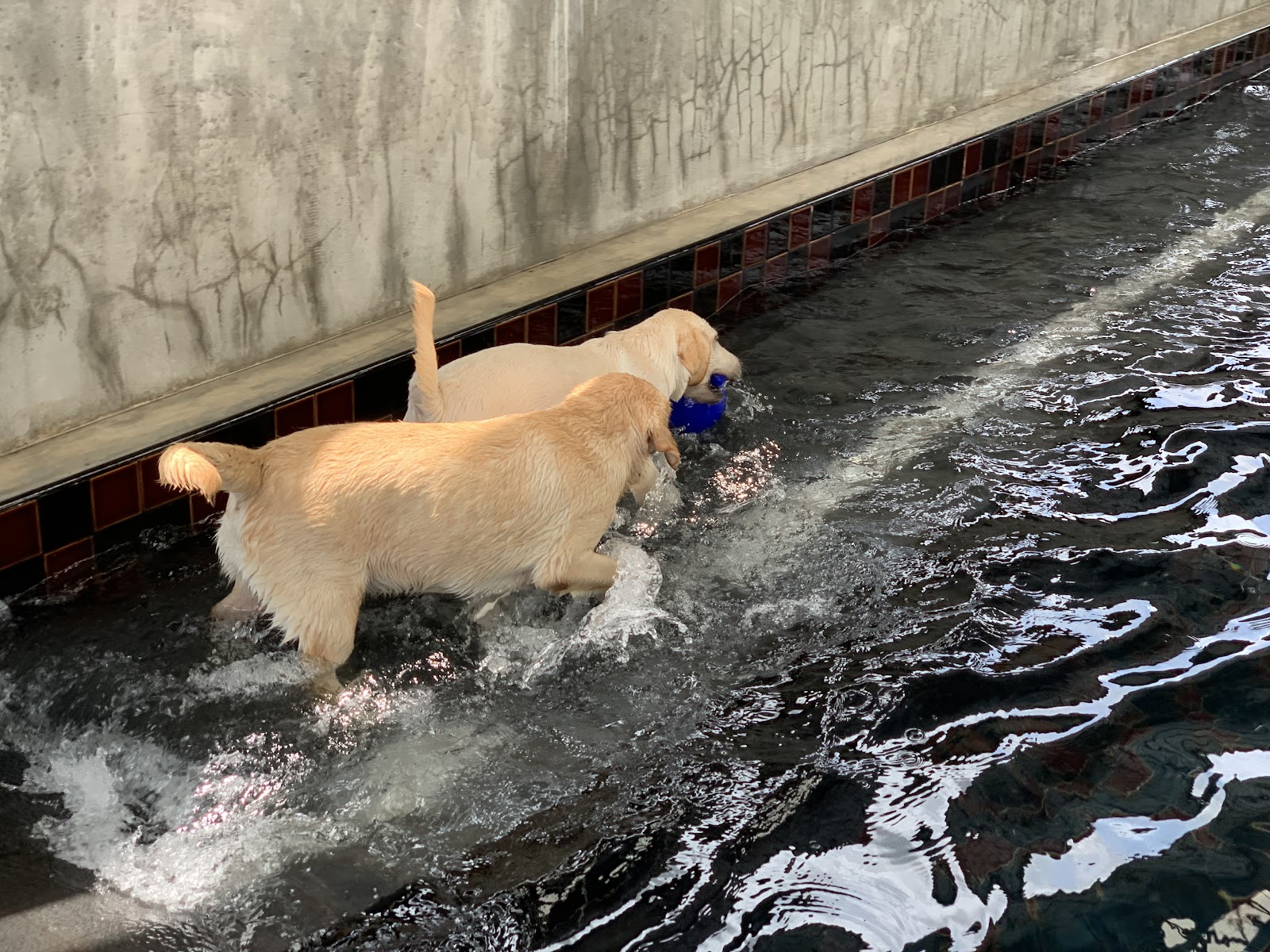BOUNCE DOG SPORT CENTER