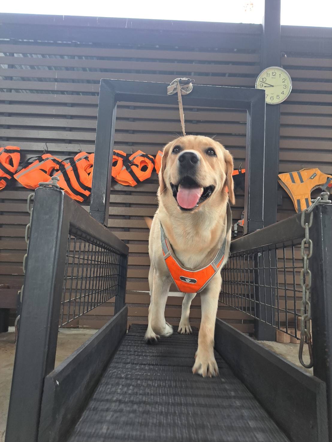 BOUNCE DOG SPORT CENTER