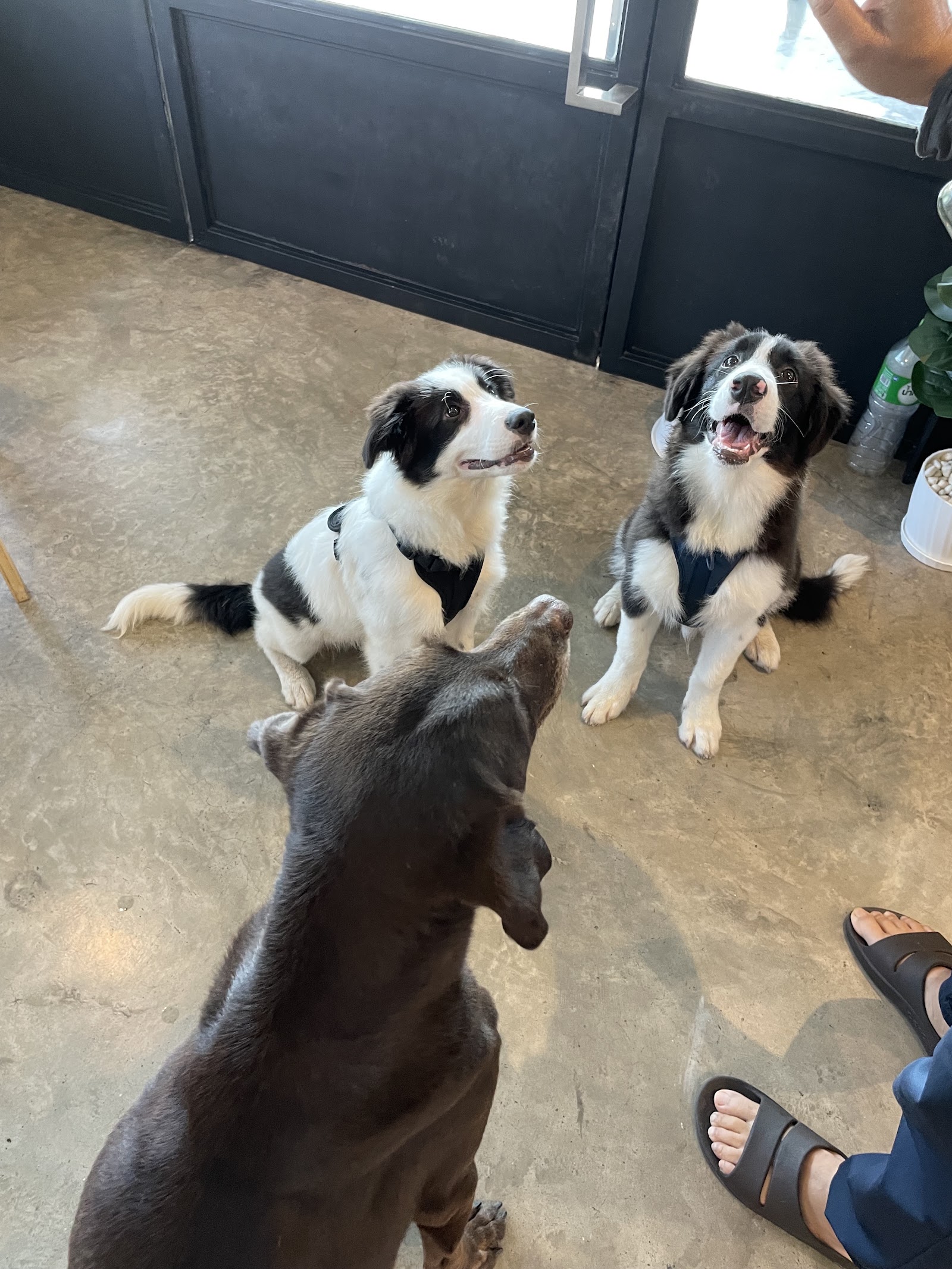 BOUNCE DOG SPORT CENTER