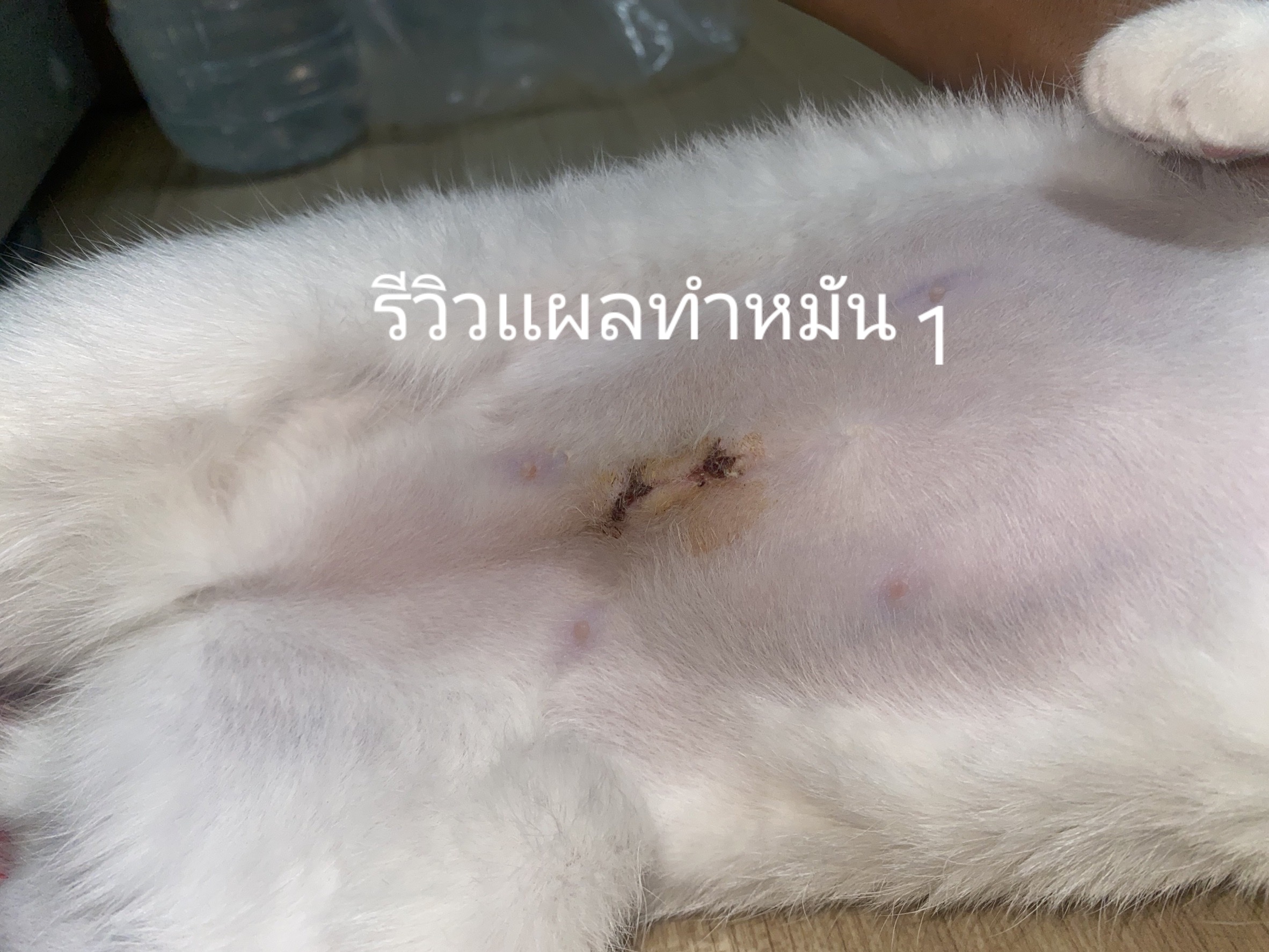 Dr.Natrada animal hospital