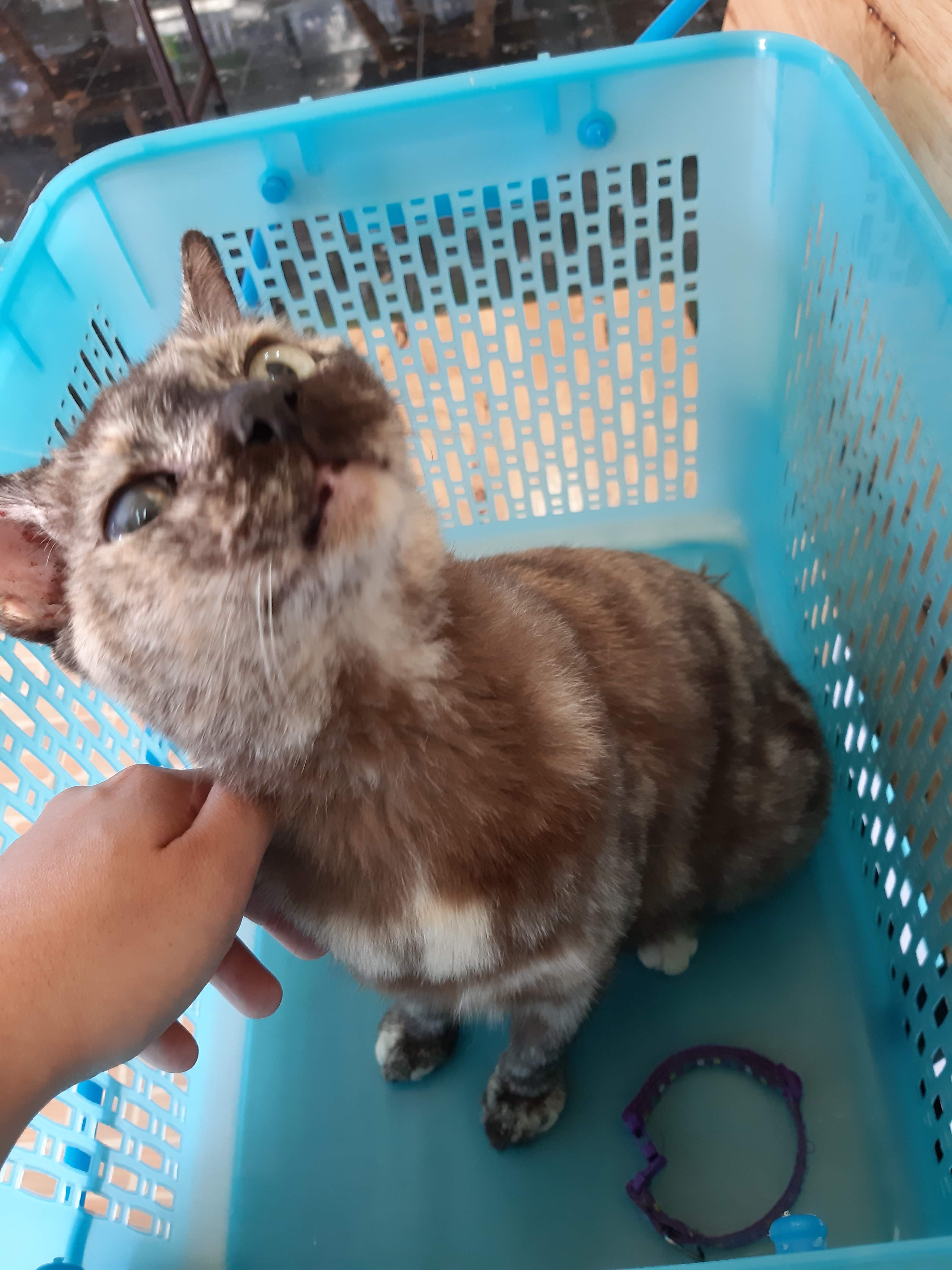 Dragon Animal Hospital Animal Treatment