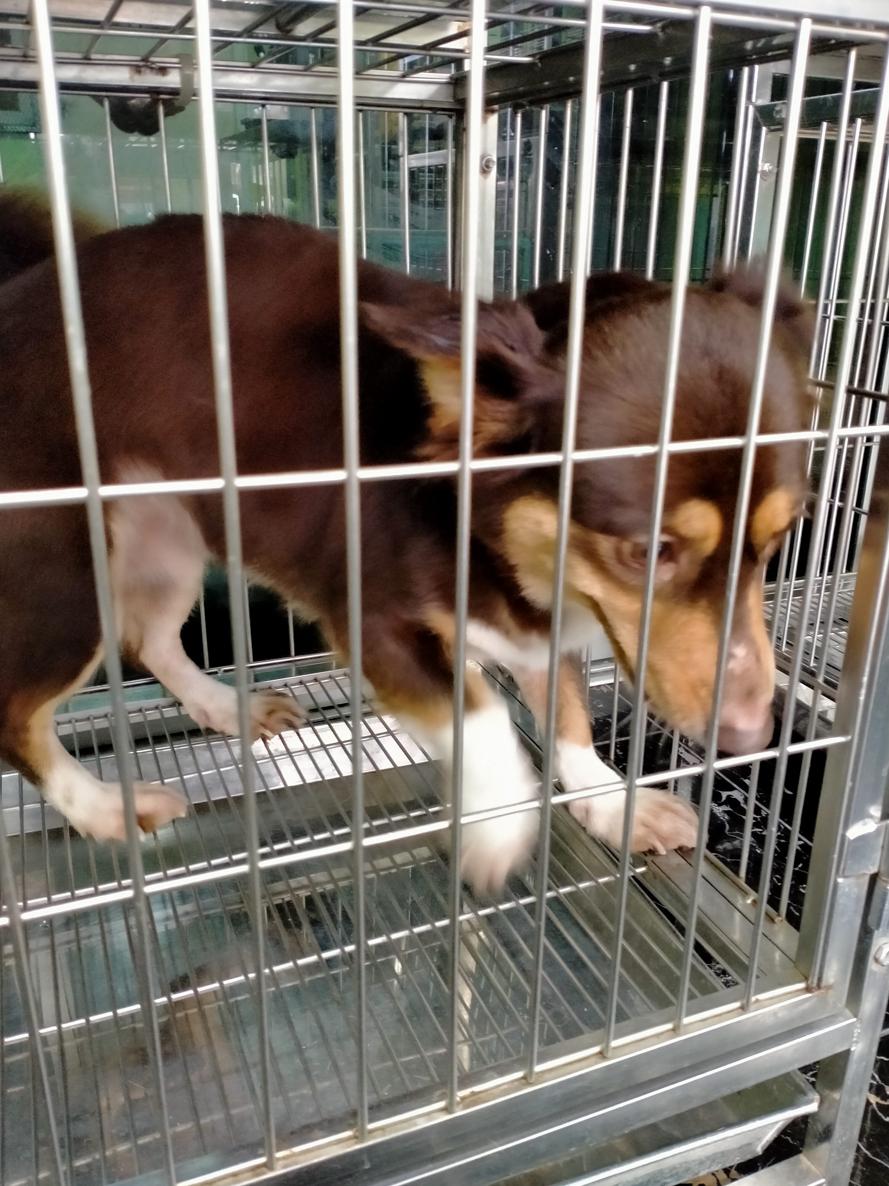 Dragon Animal Hospital Animal Treatment