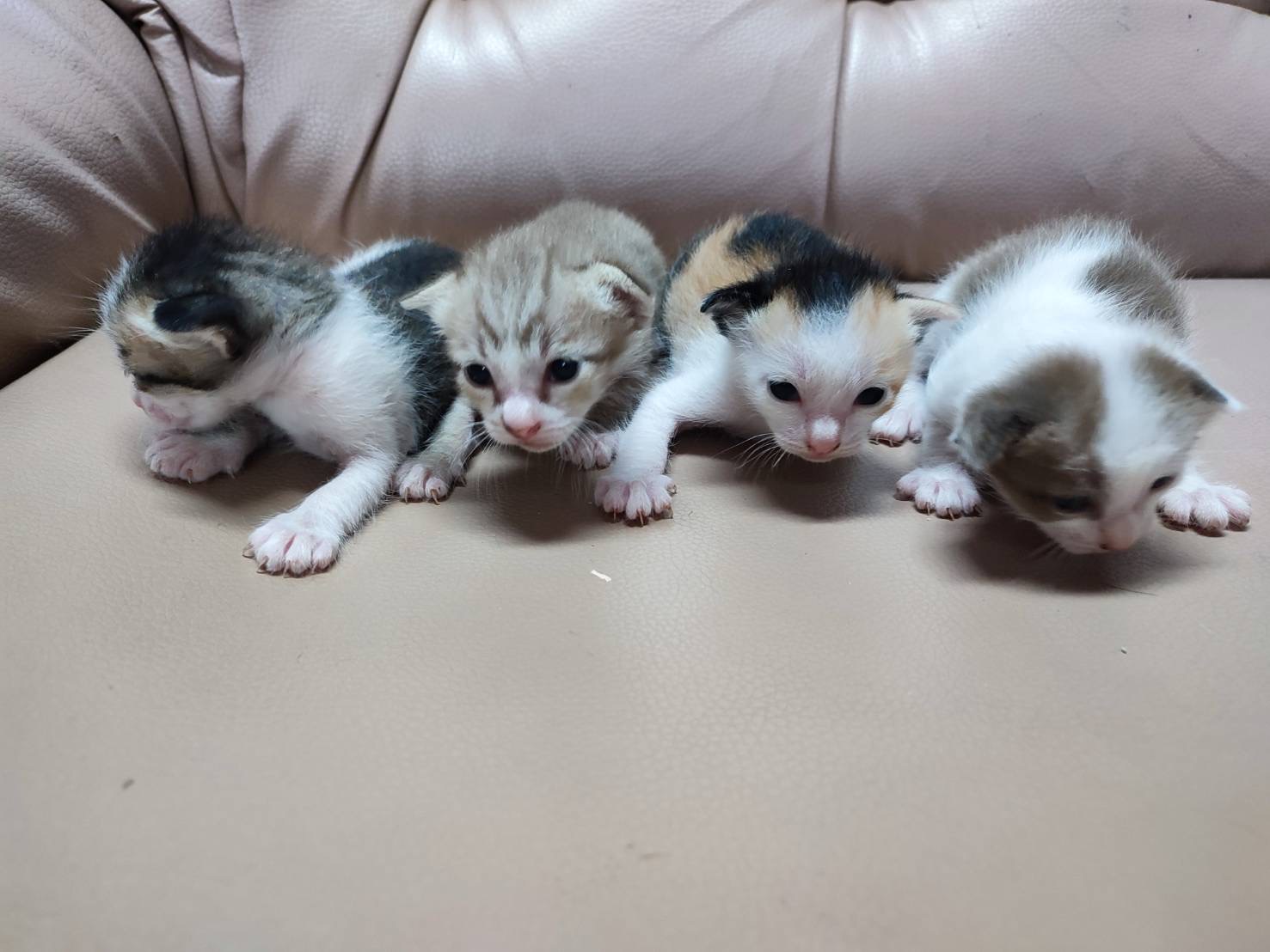 Friendly Pet Clinic & KittyKat Pet Shop