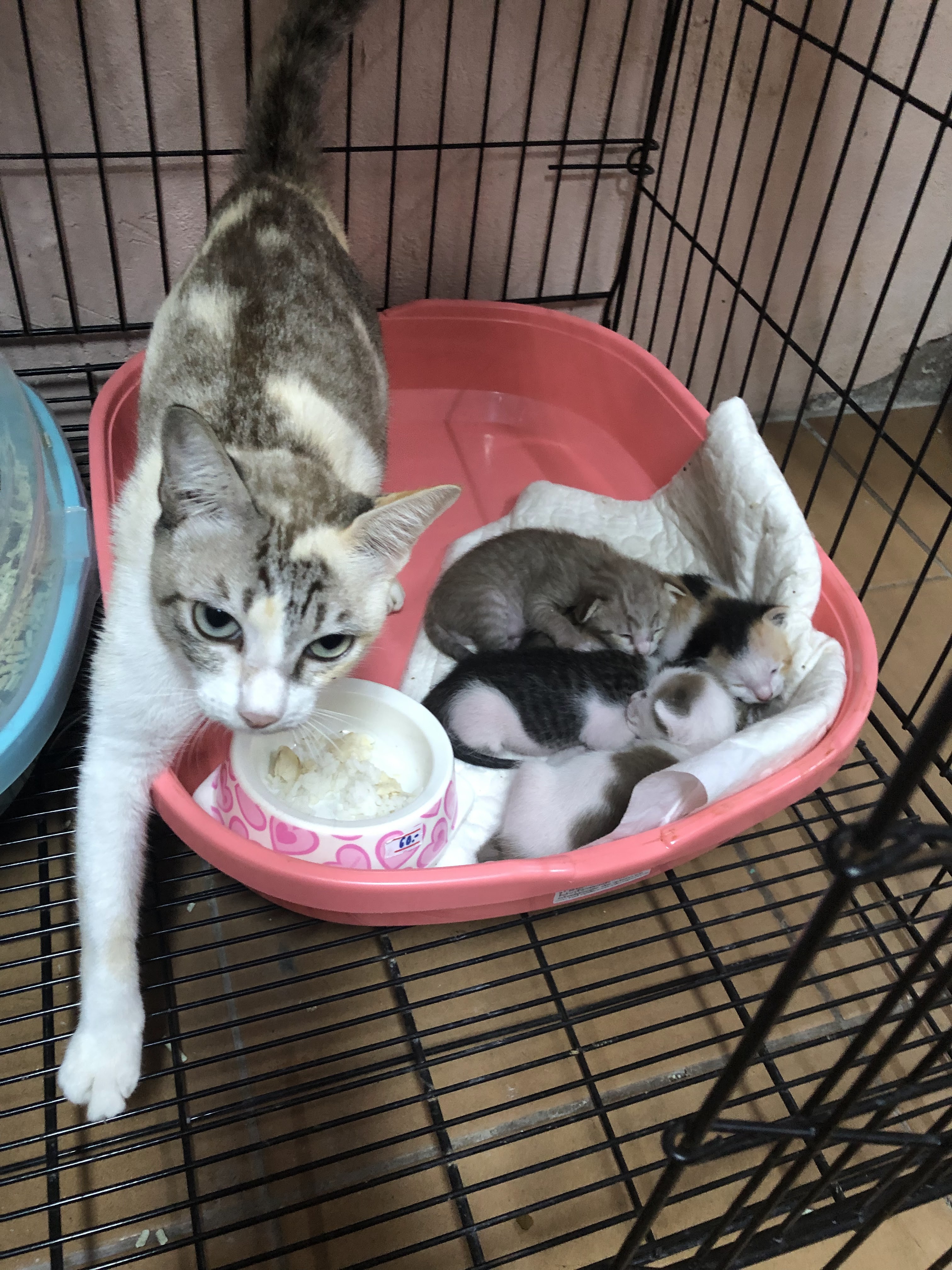 Friendly Pet Clinic & KittyKat Pet Shop
