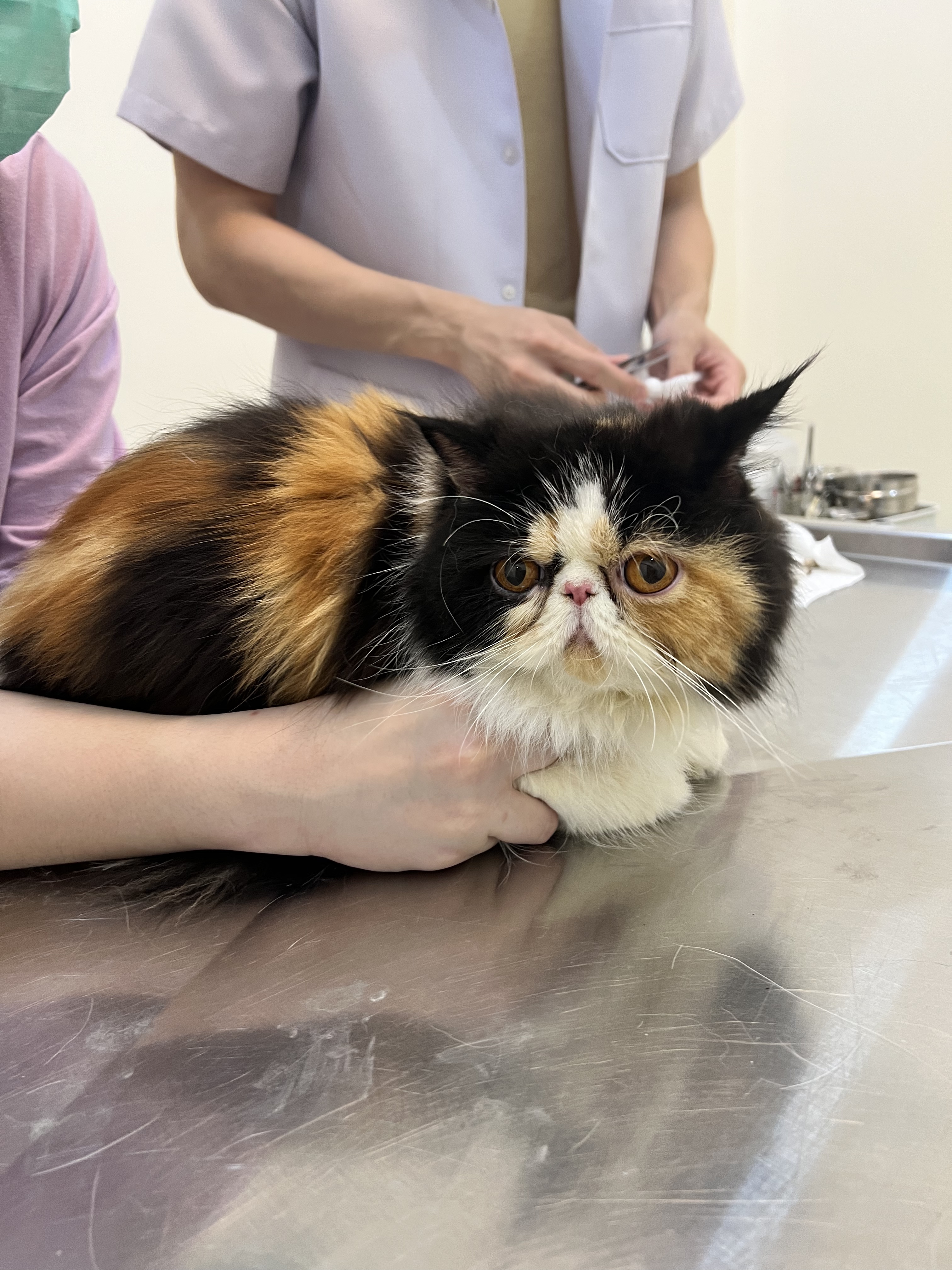 Kaweewat Pet Clinic