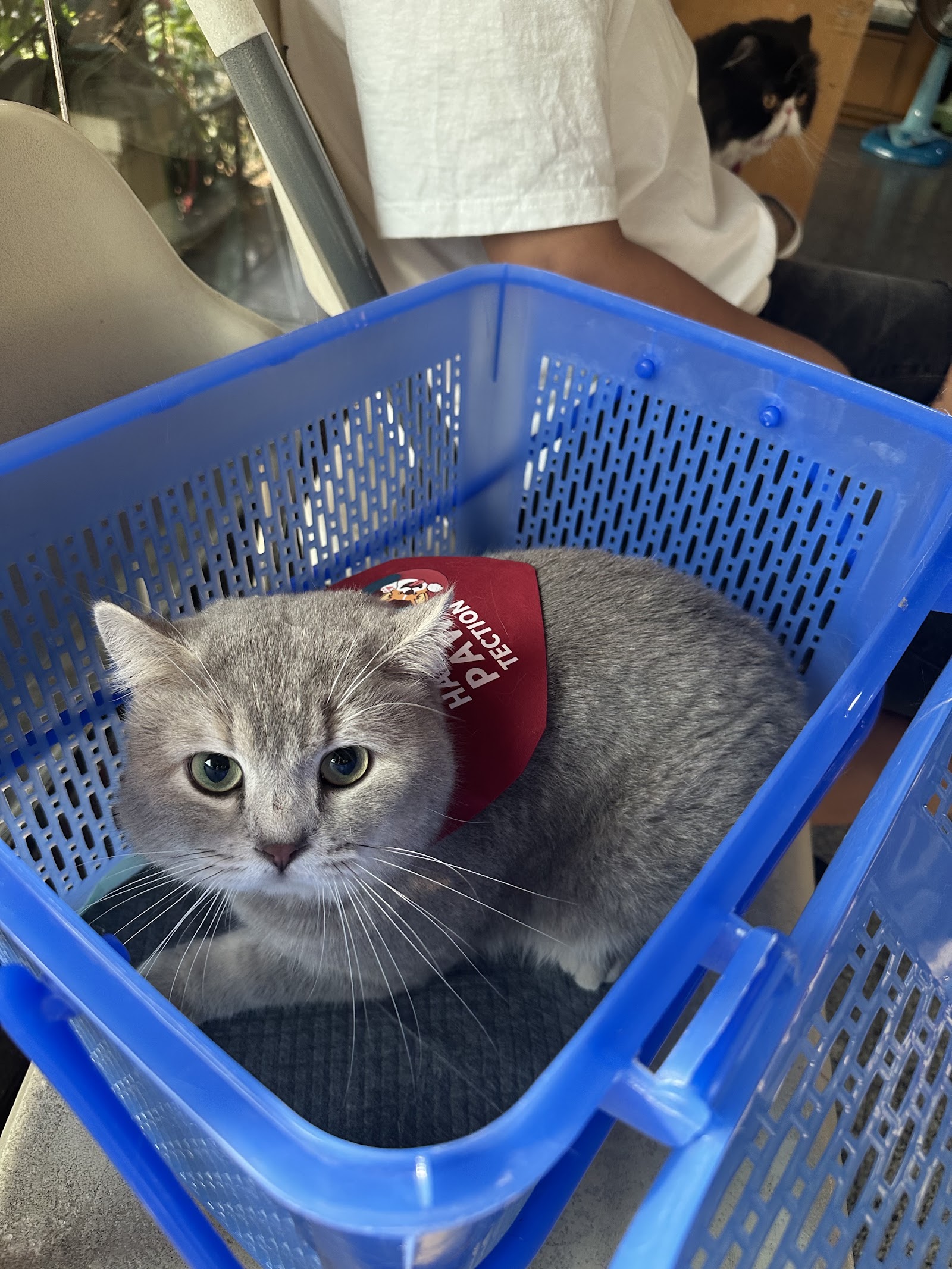 MAH animal hospital