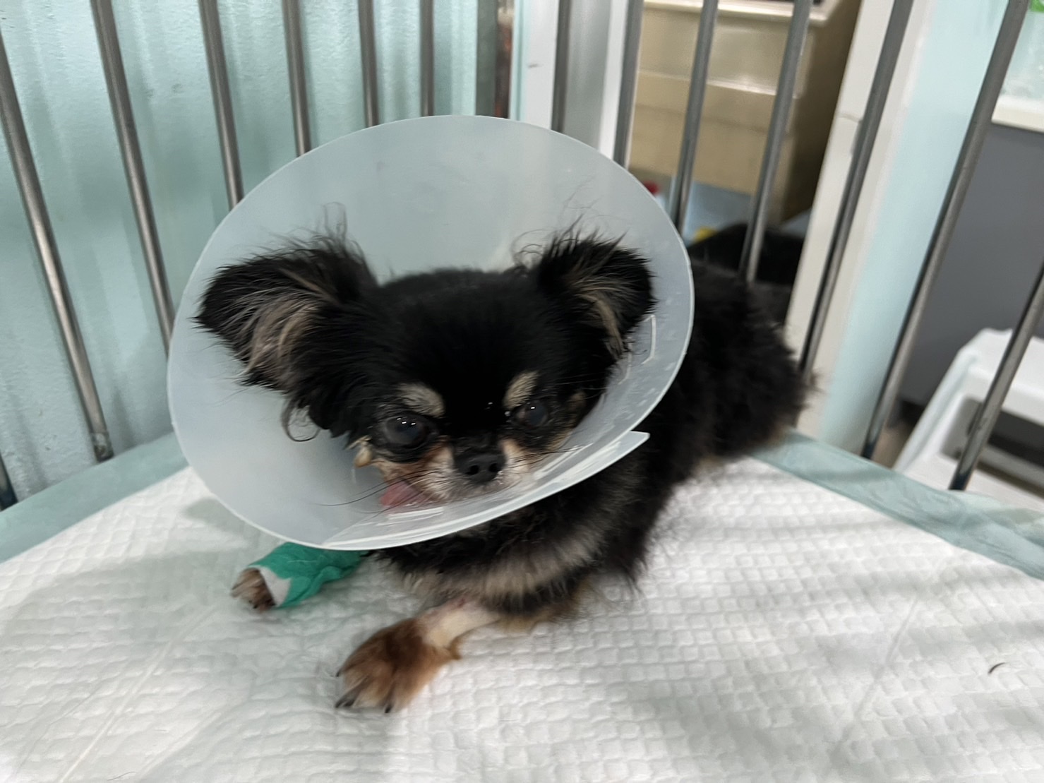 Mister Pet Animal Hospital