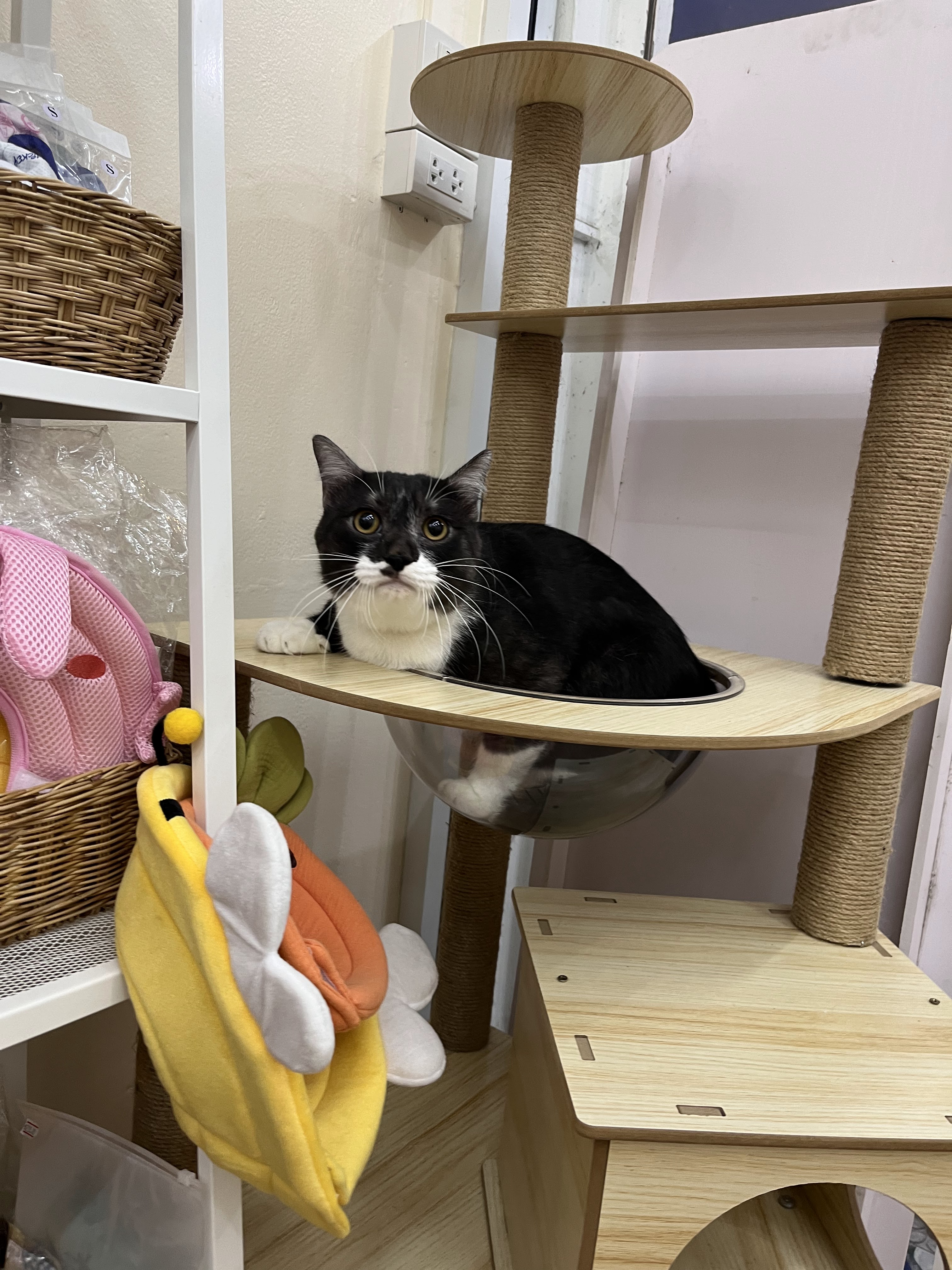 Myhomepetclinic