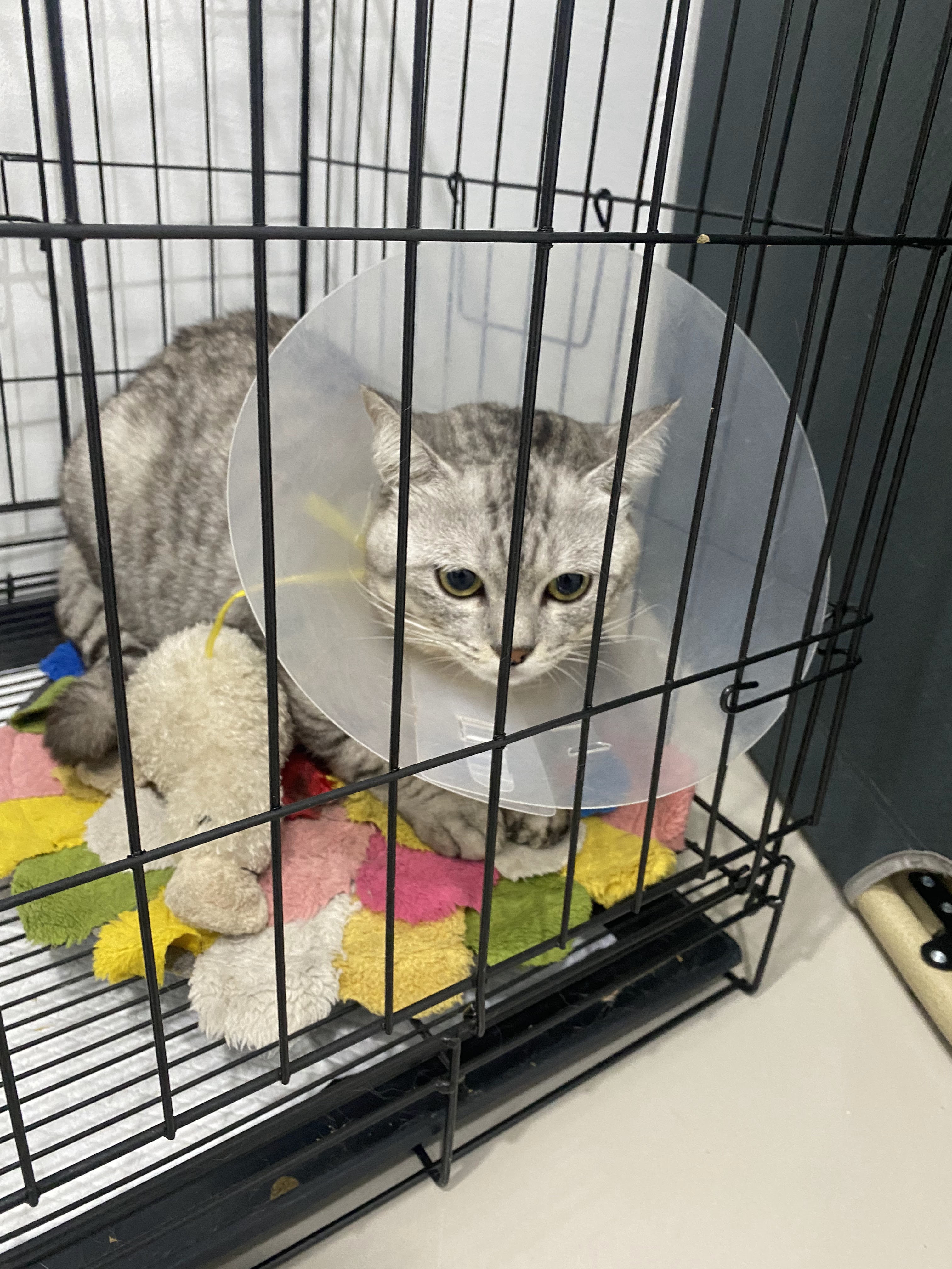 Pet Haus Clinic