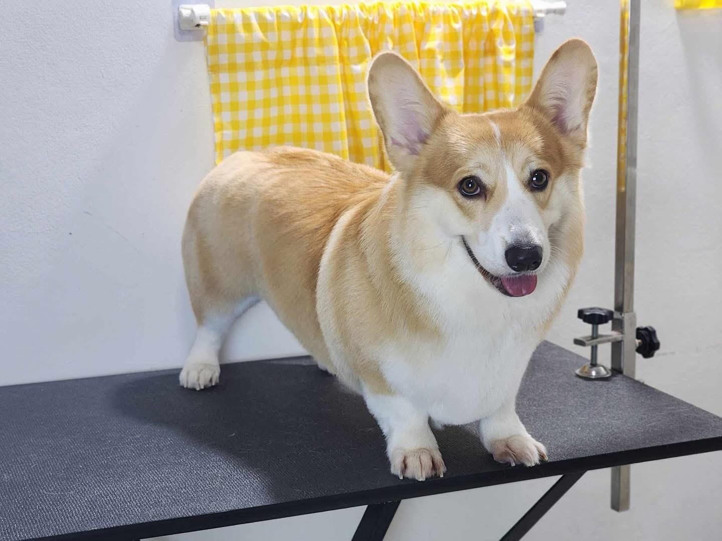 PET 'N JOY
