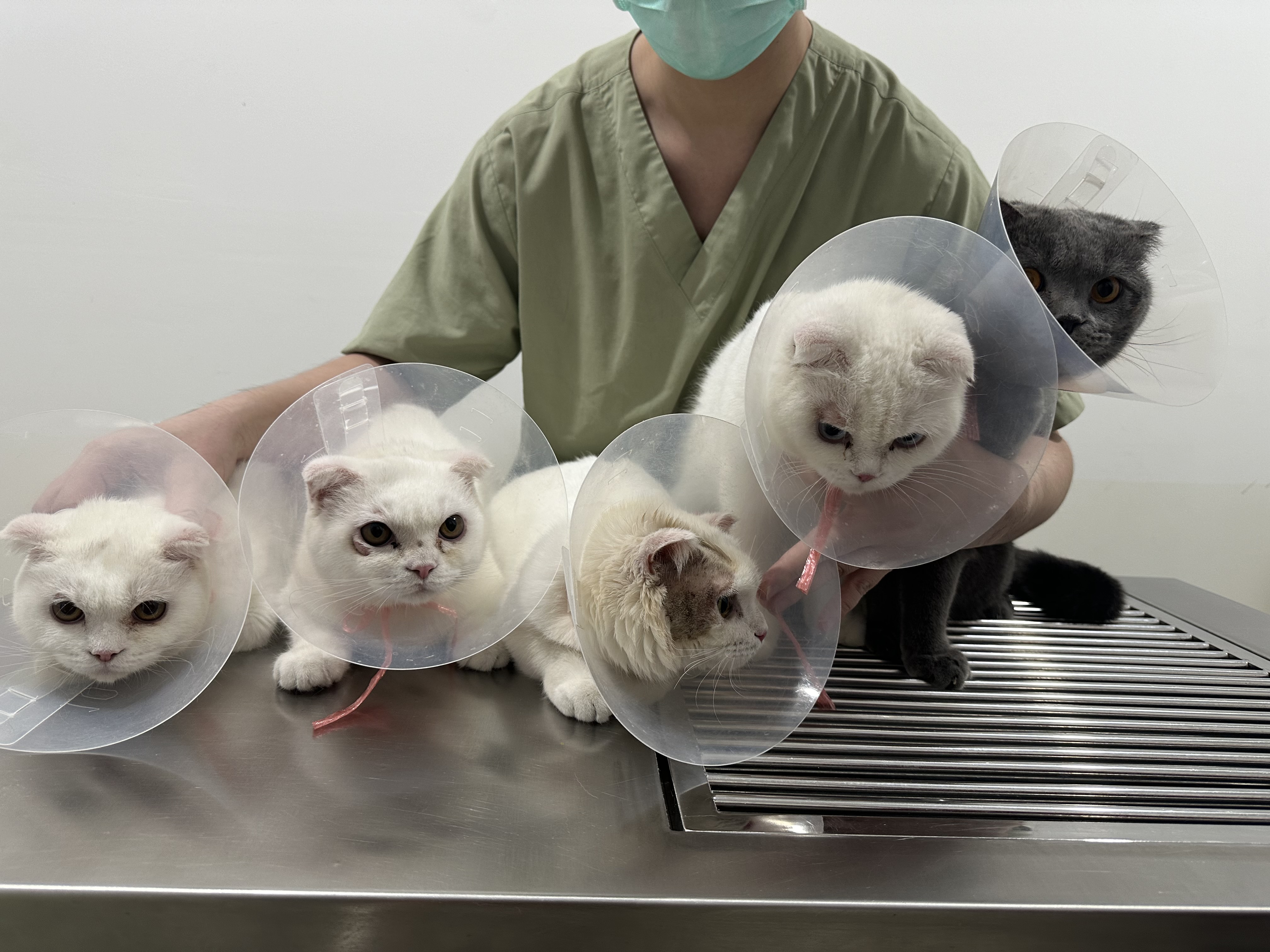 Pet Place Clinic