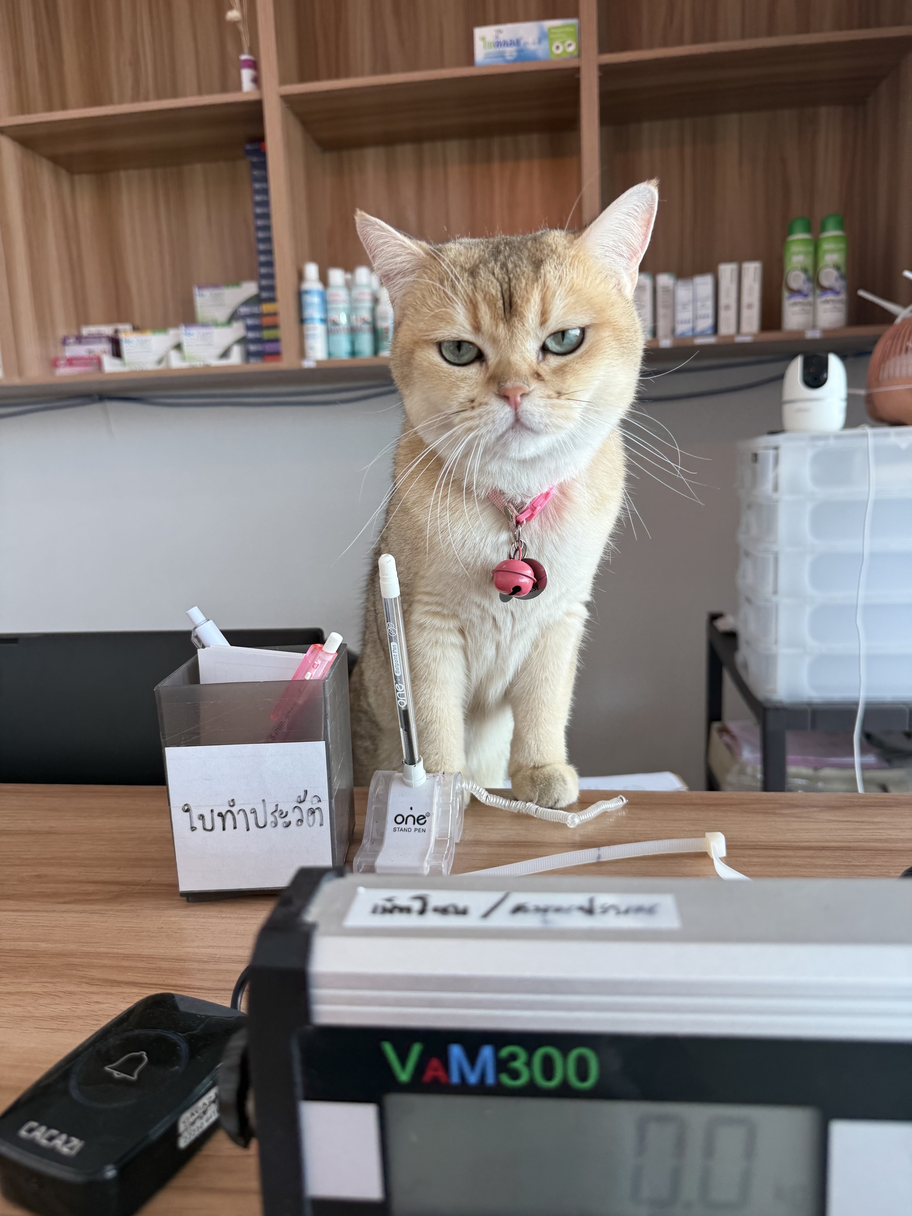 Pet Zone Animal Hospital Branch 2